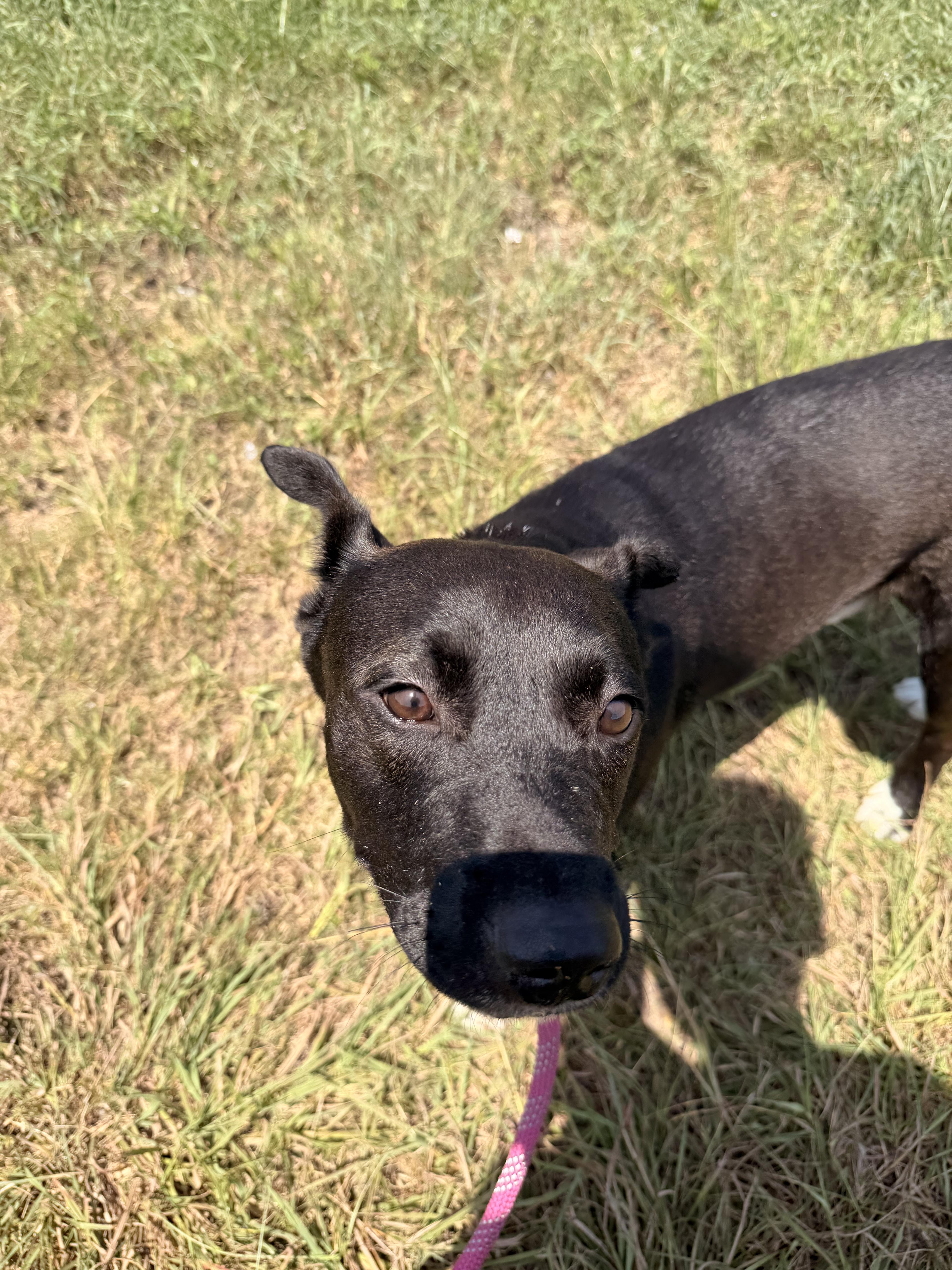 Enlarge Charley Chase, a Adoptable mixed breed in White River Junction, VT image 4/5