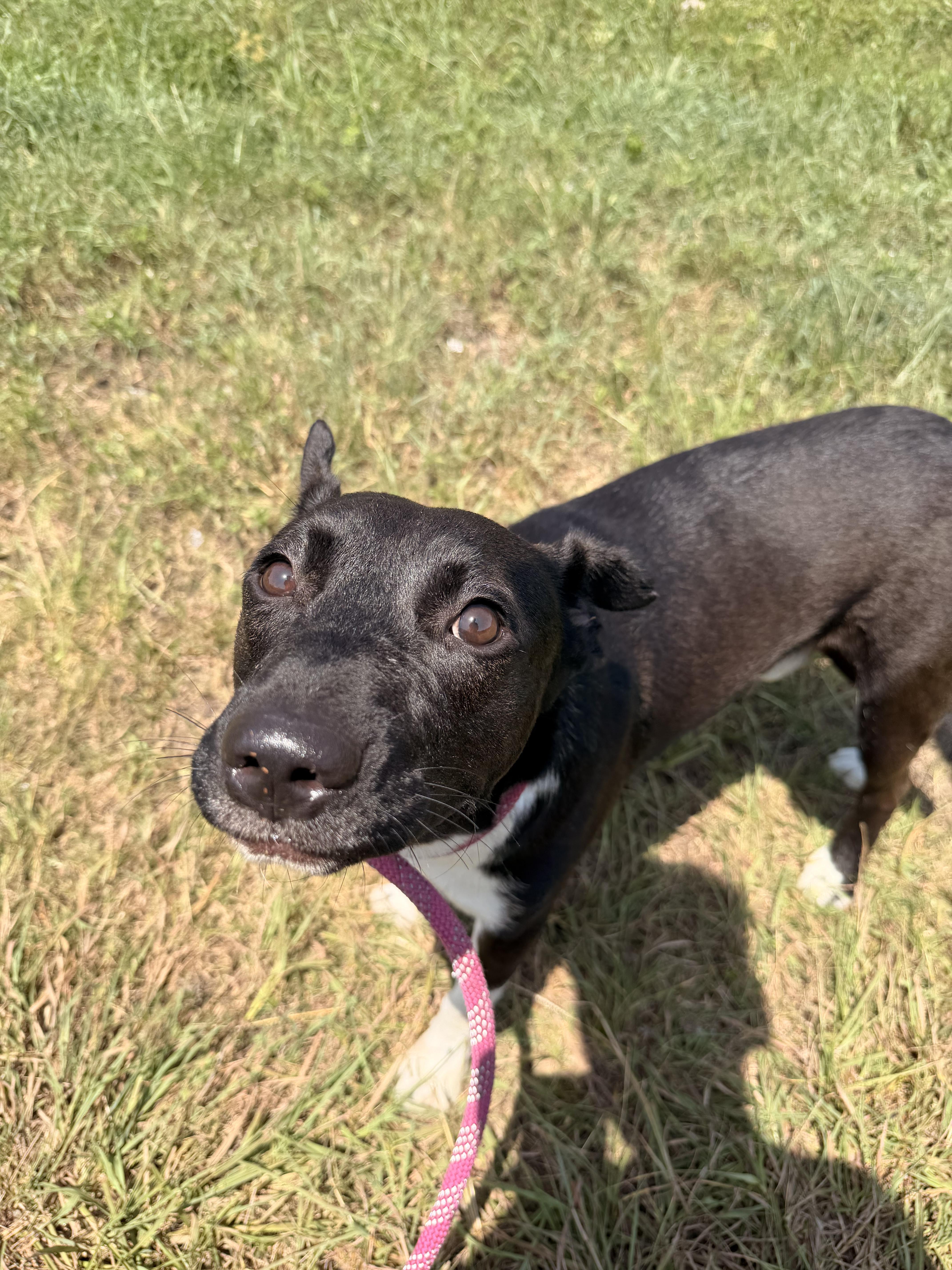 Enlarge Charley Chase, a Adoptable mixed breed in White River Junction, VT image 3/5