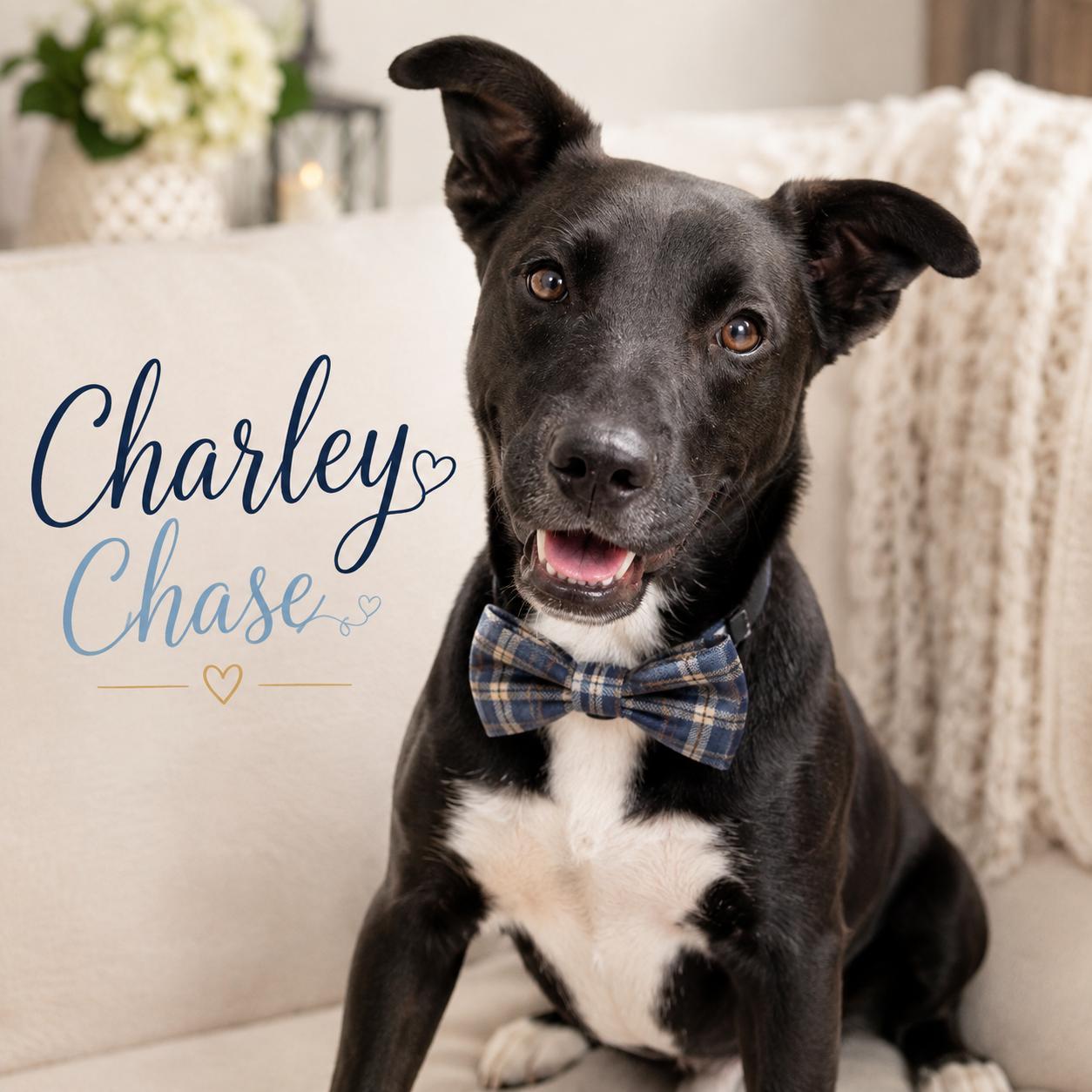 Enlarge Charley Chase, a Adoptable mixed breed in White River Junction, VT image 5/5