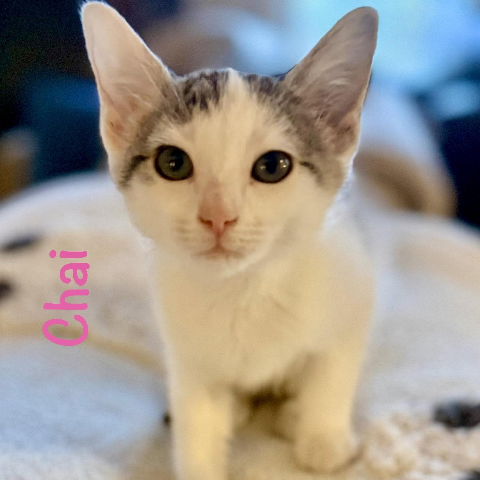 Chai, Adoptable, Kitten Female Domestic Short Hair.
