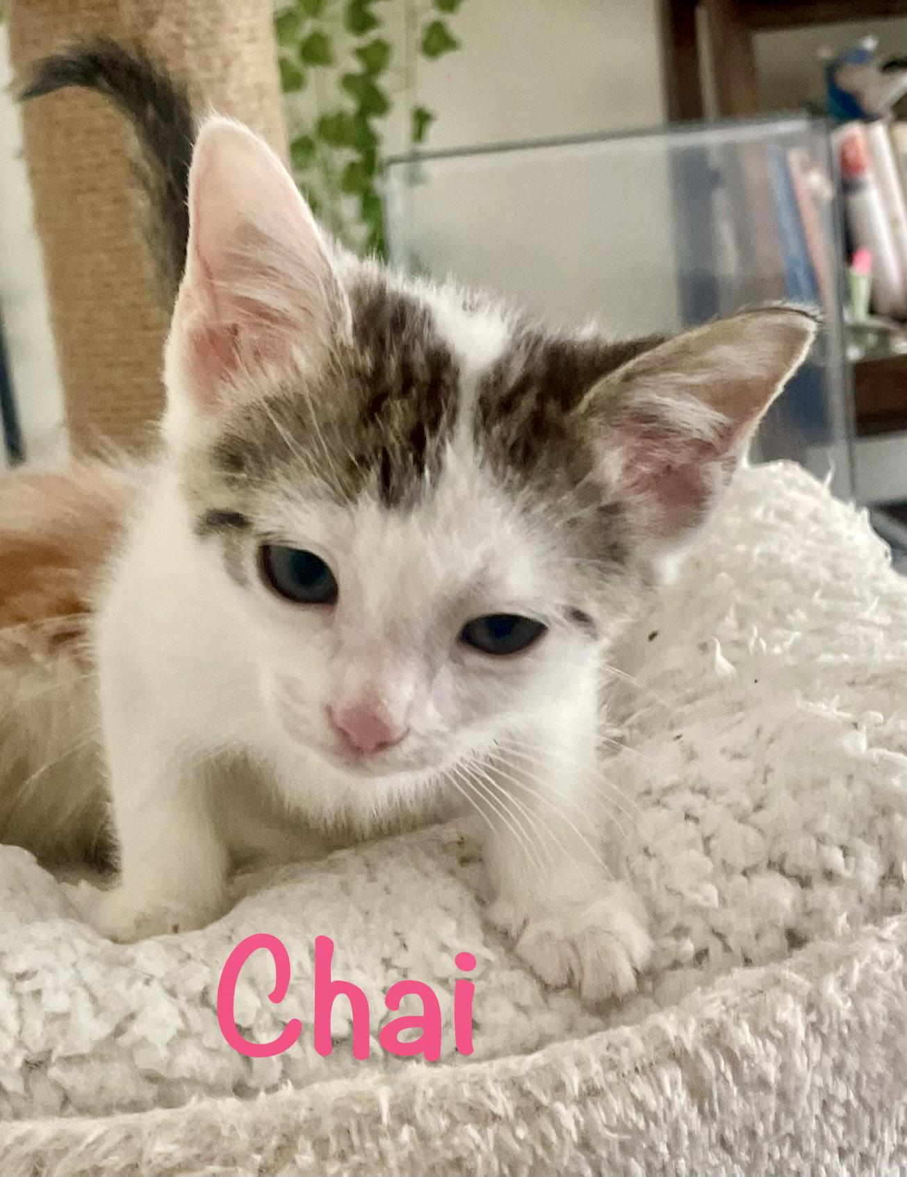 Enlarge Chai, a Adoptable Domestic Short Hair in Reston, VA image 3/3