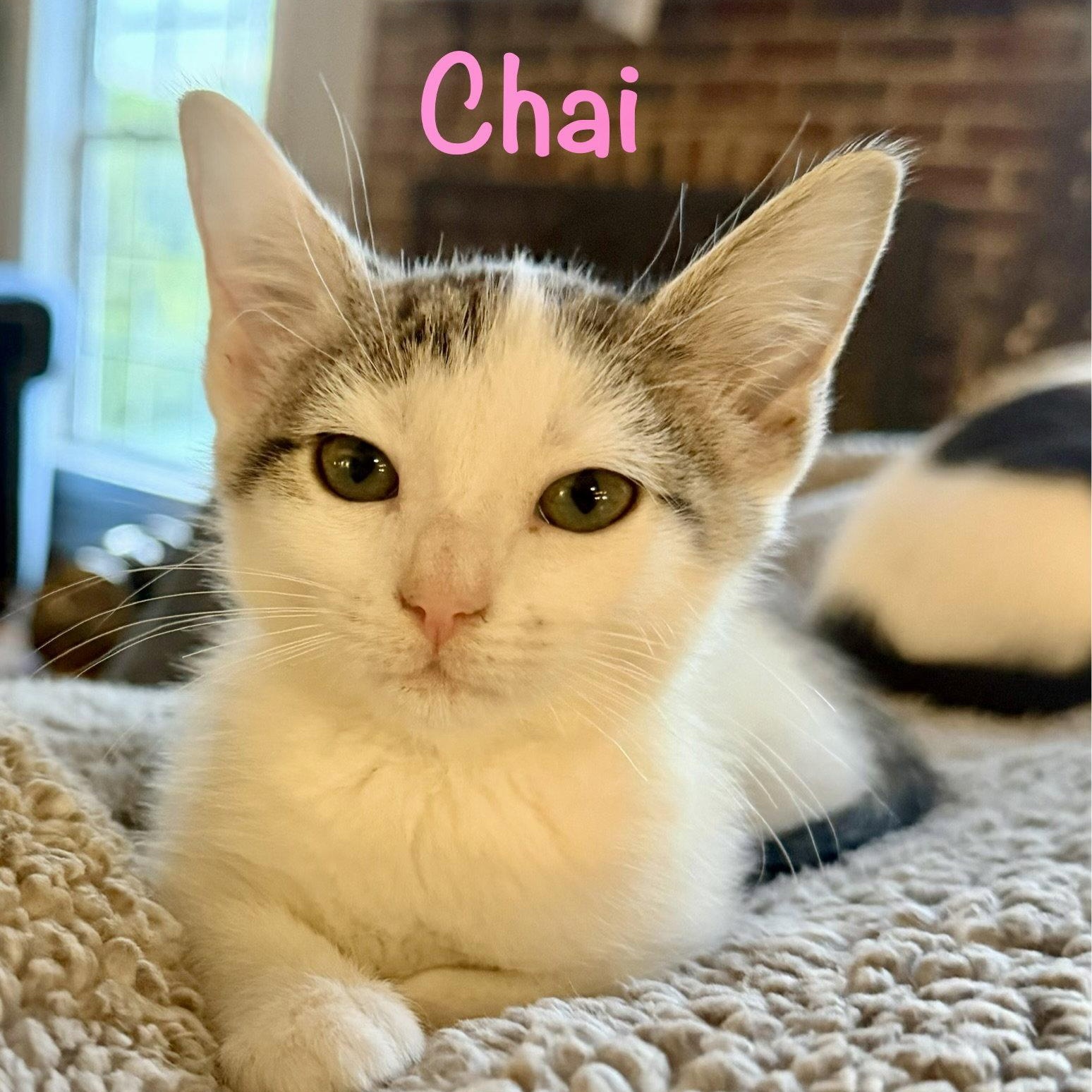 Enlarge Chai, a Adoptable Domestic Short Hair in Reston, VA image 2/3