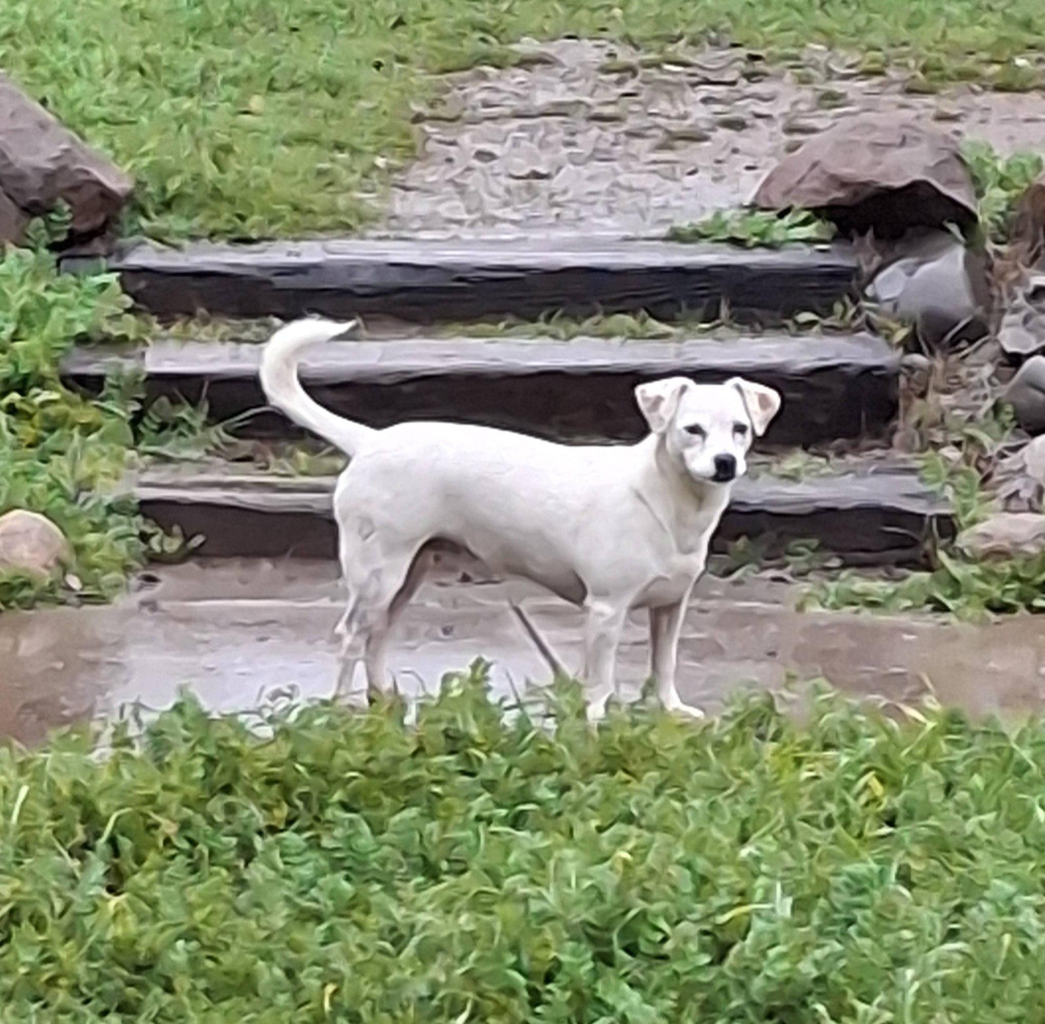 Enlarge MADDISON, a Adoptable West Highland White Terrier / Westie in Cottonwood, CA image 1/6