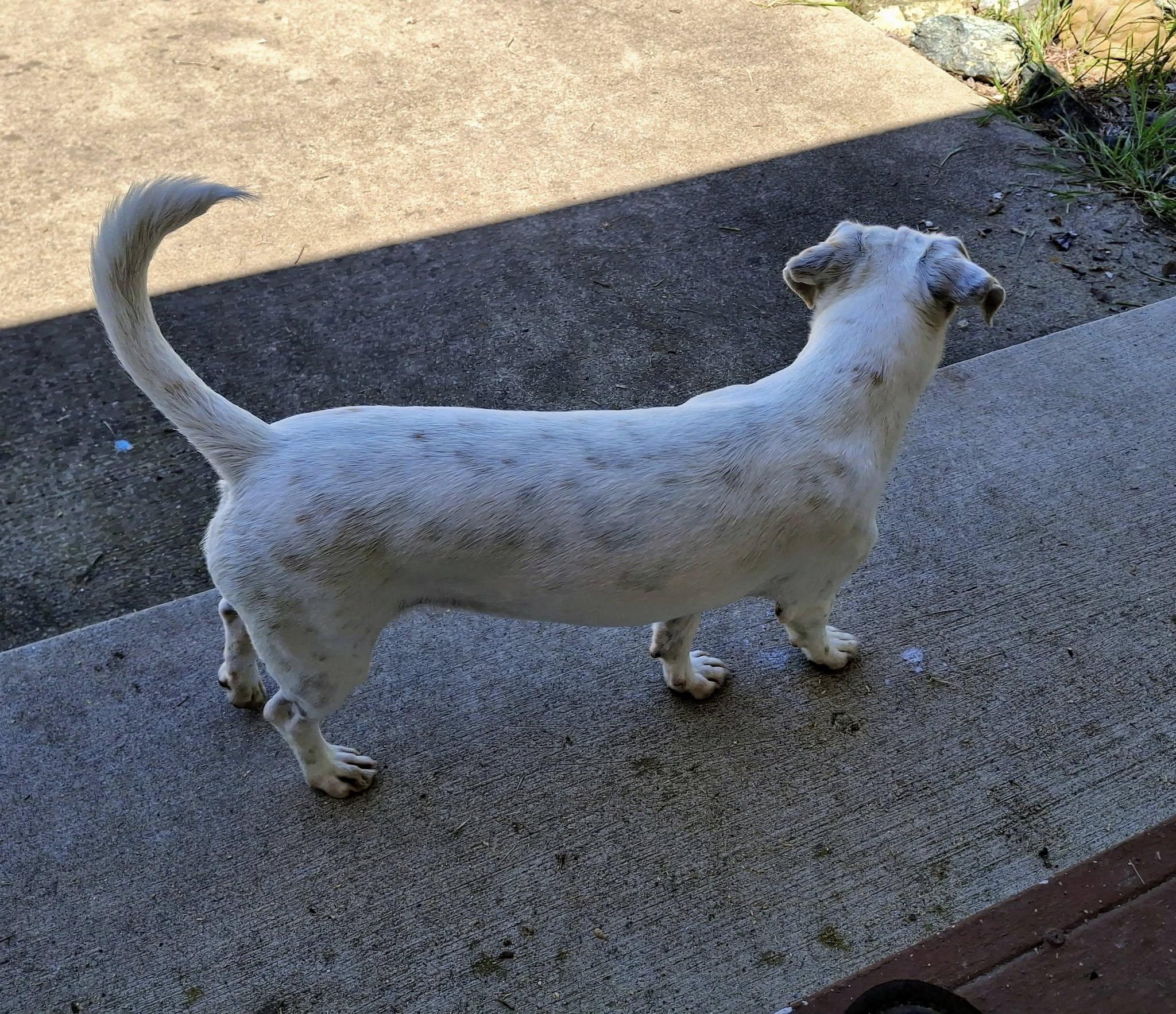 Enlarge MADDISON, a Adoptable West Highland White Terrier / Westie in Cottonwood, CA image 2/5