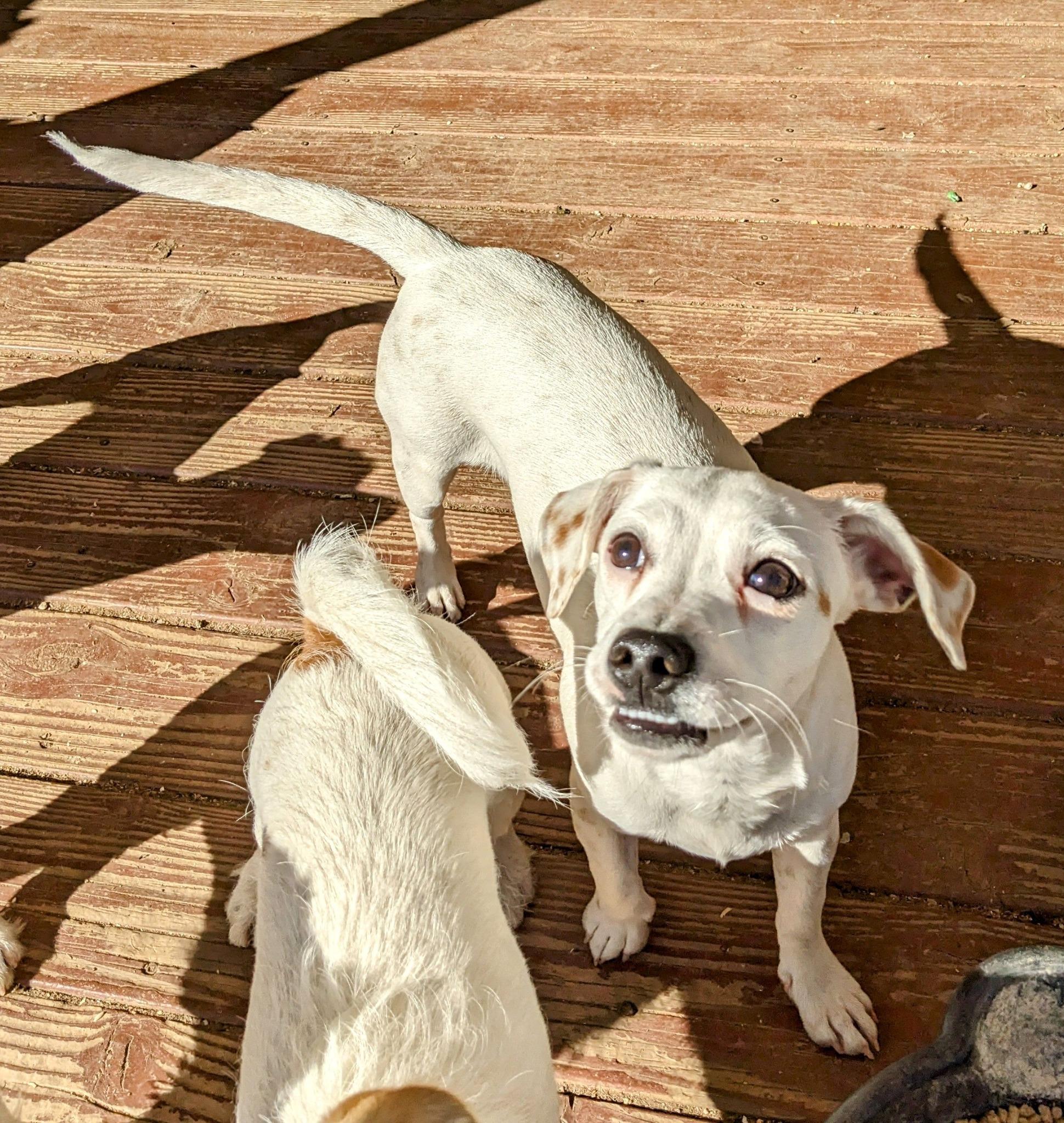 Enlarge MADDISON, a Adoptable West Highland White Terrier / Westie in Cottonwood, CA image 3/5