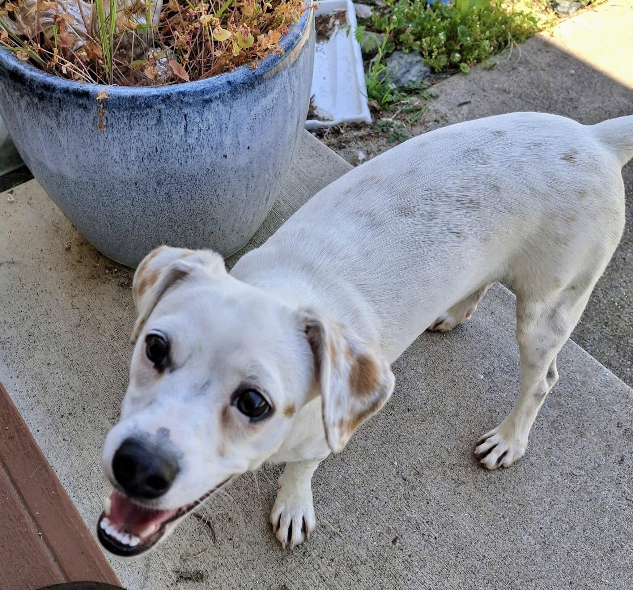 Enlarge MADDISON, a Adoptable West Highland White Terrier / Westie in Cottonwood, CA image 1/5