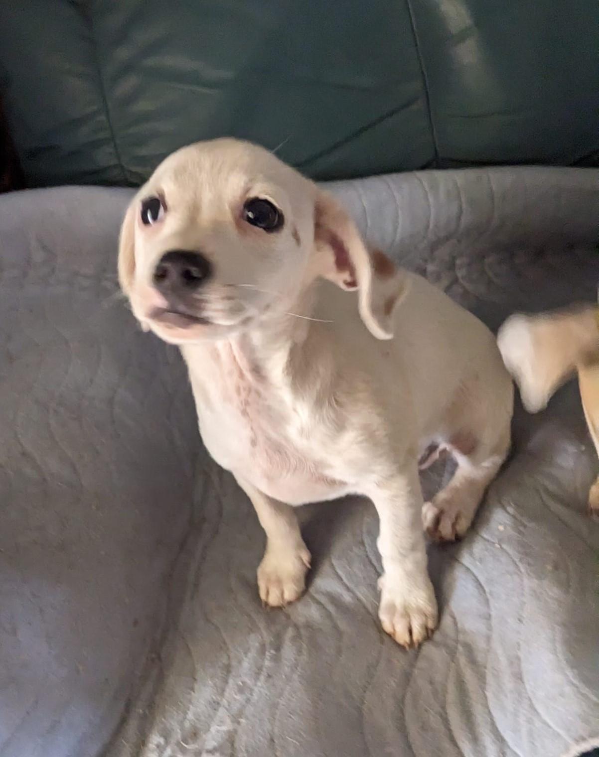Enlarge MADDISON, a Adoptable West Highland White Terrier / Westie in Cottonwood, CA image 4/5