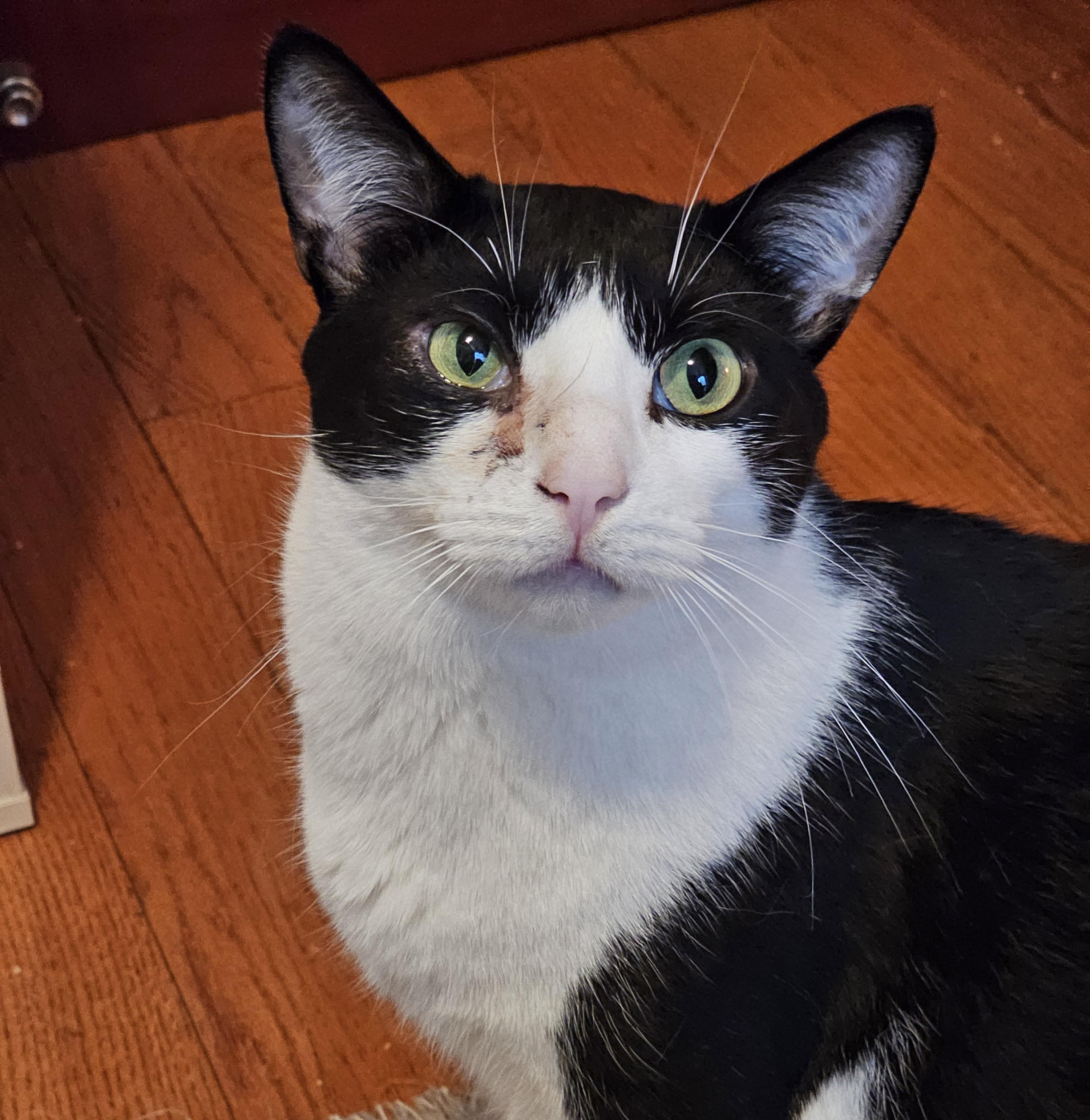 Enlarge Georgie, a Adoptable Domestic Short Hair in Ridgefield, CT image 3/6