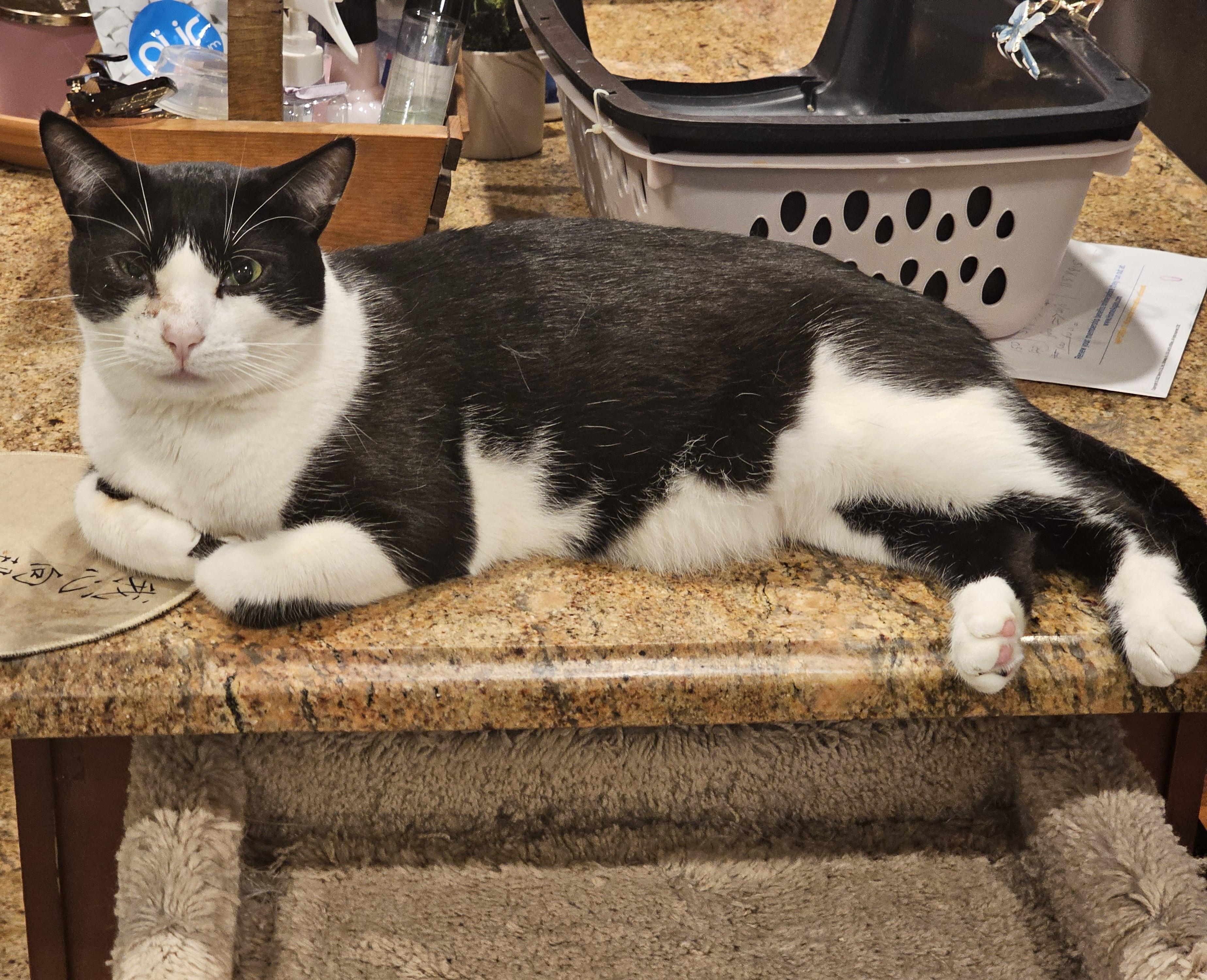 Georgie, Adoptable, Young Male Domestic Short Hair.