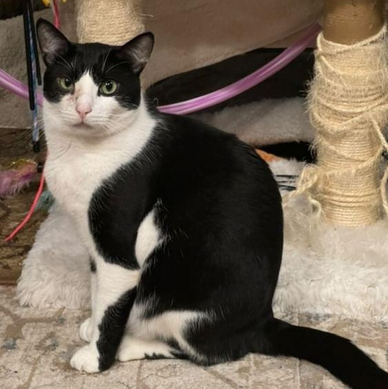 Enlarge Georgie, a Adoptable Domestic Short Hair in Ridgefield, CT image 2/6