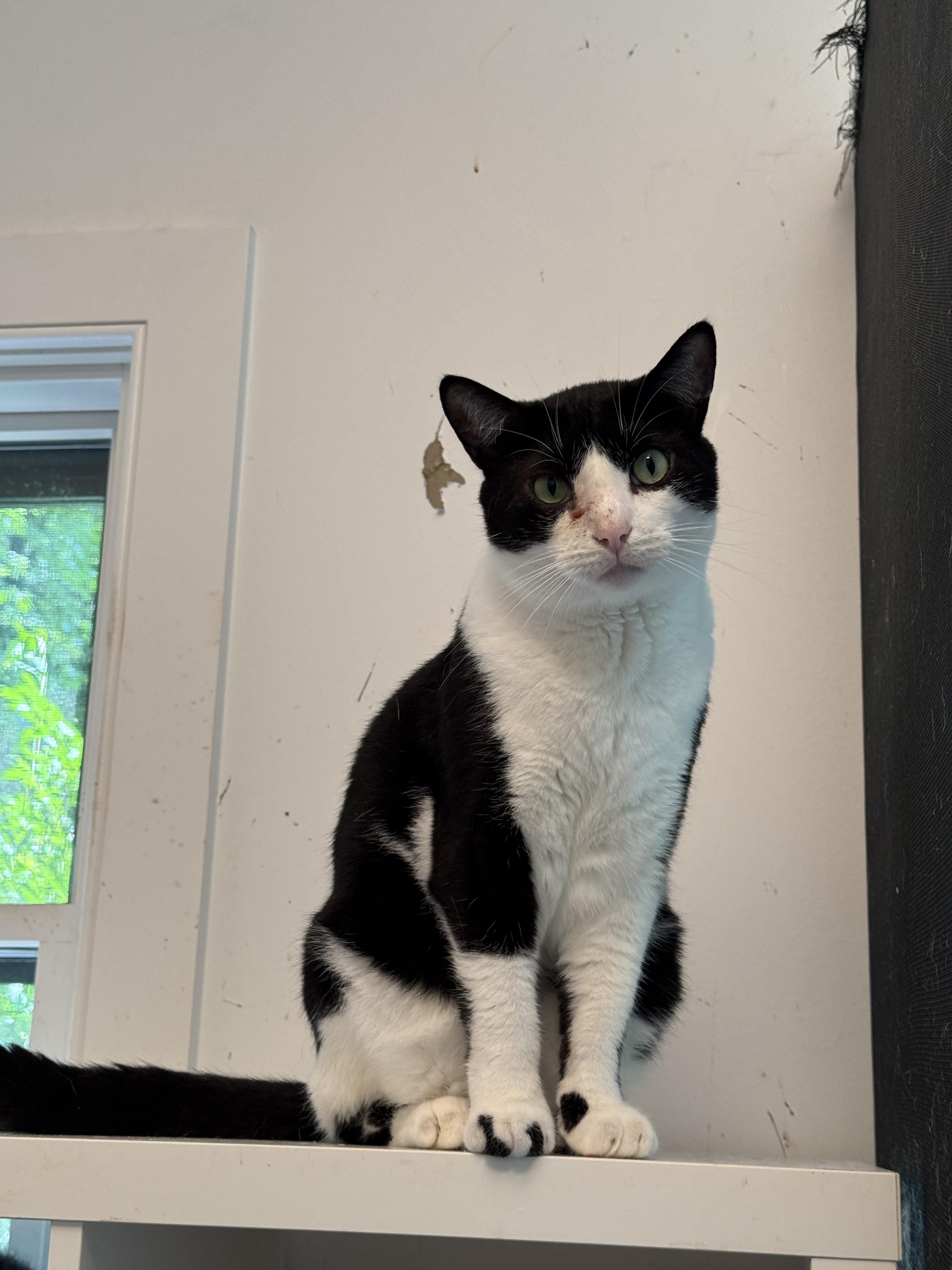 Georgie