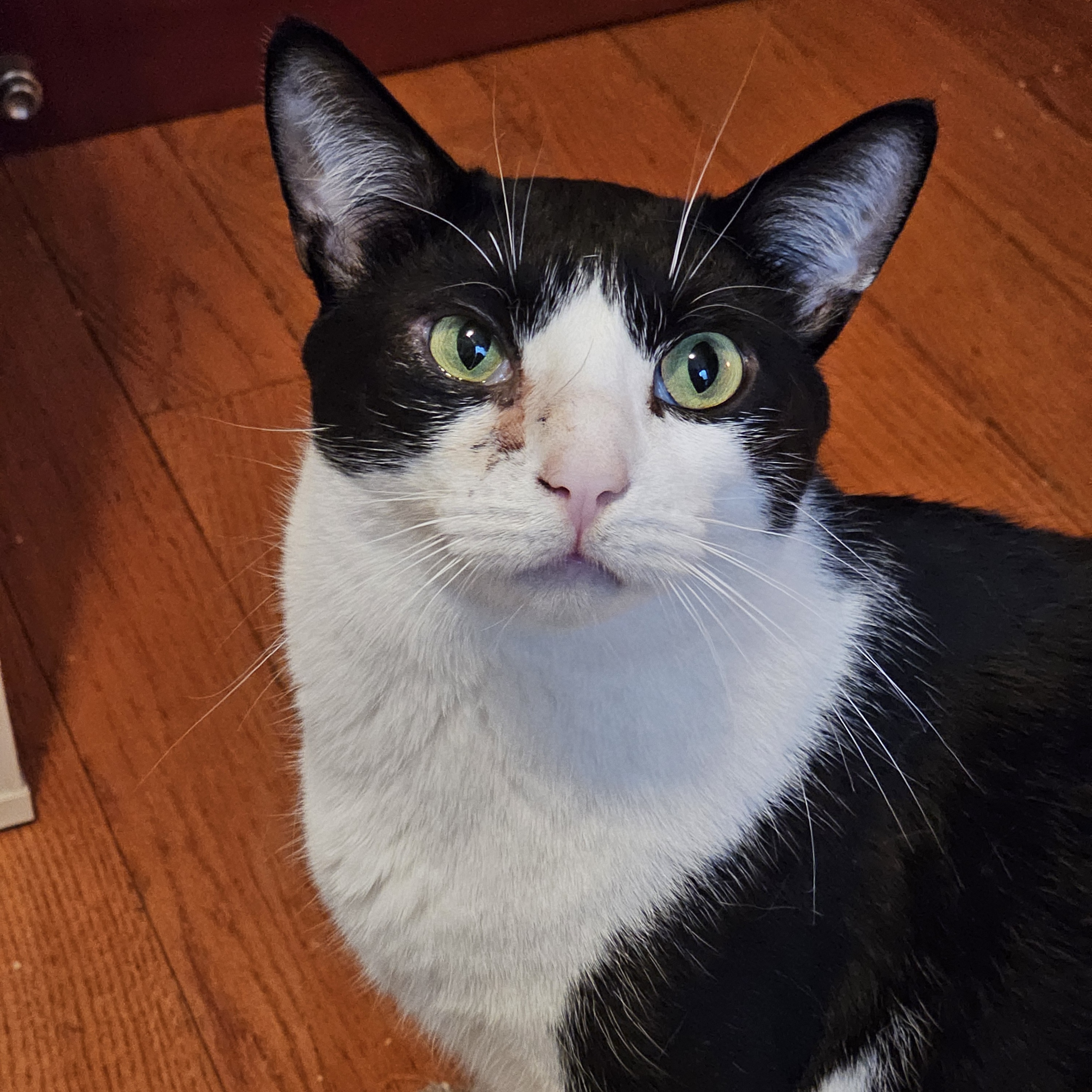 Georgie