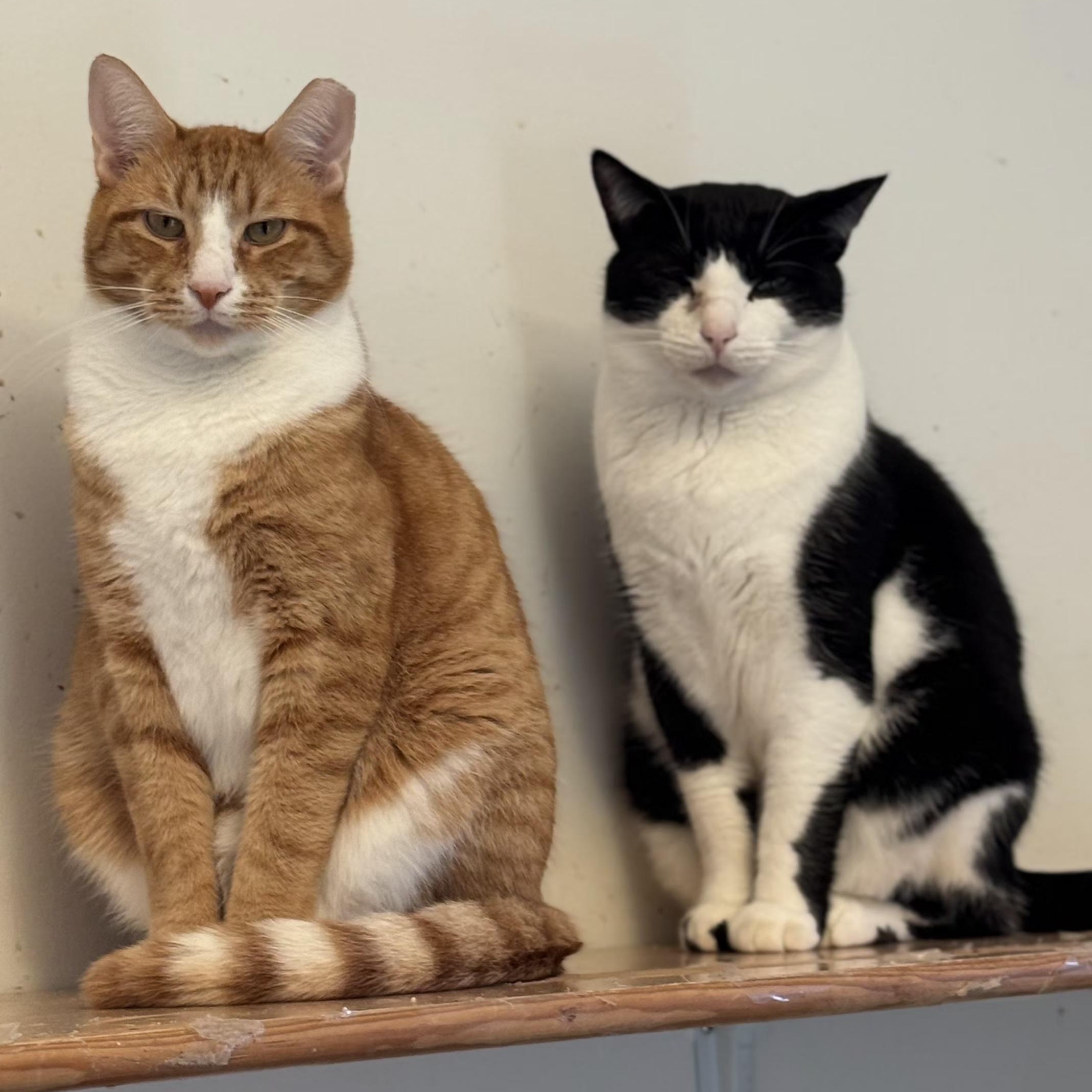 Enlarge Georgie, a Adoptable Domestic Short Hair in Ridgefield, CT image 6/6