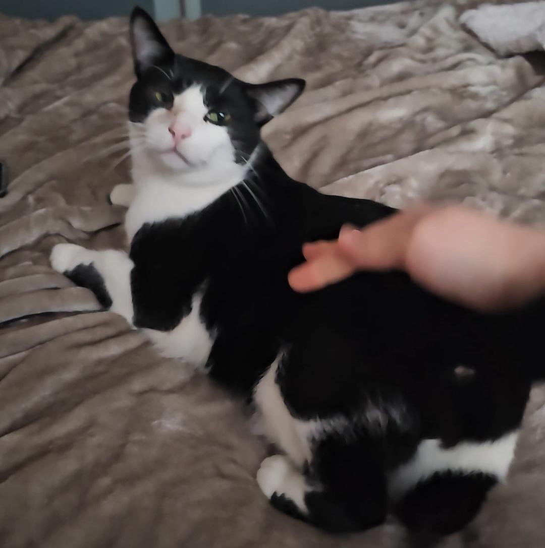 Enlarge Georgie, a Adoptable Domestic Short Hair in Ridgefield, CT image 1/6