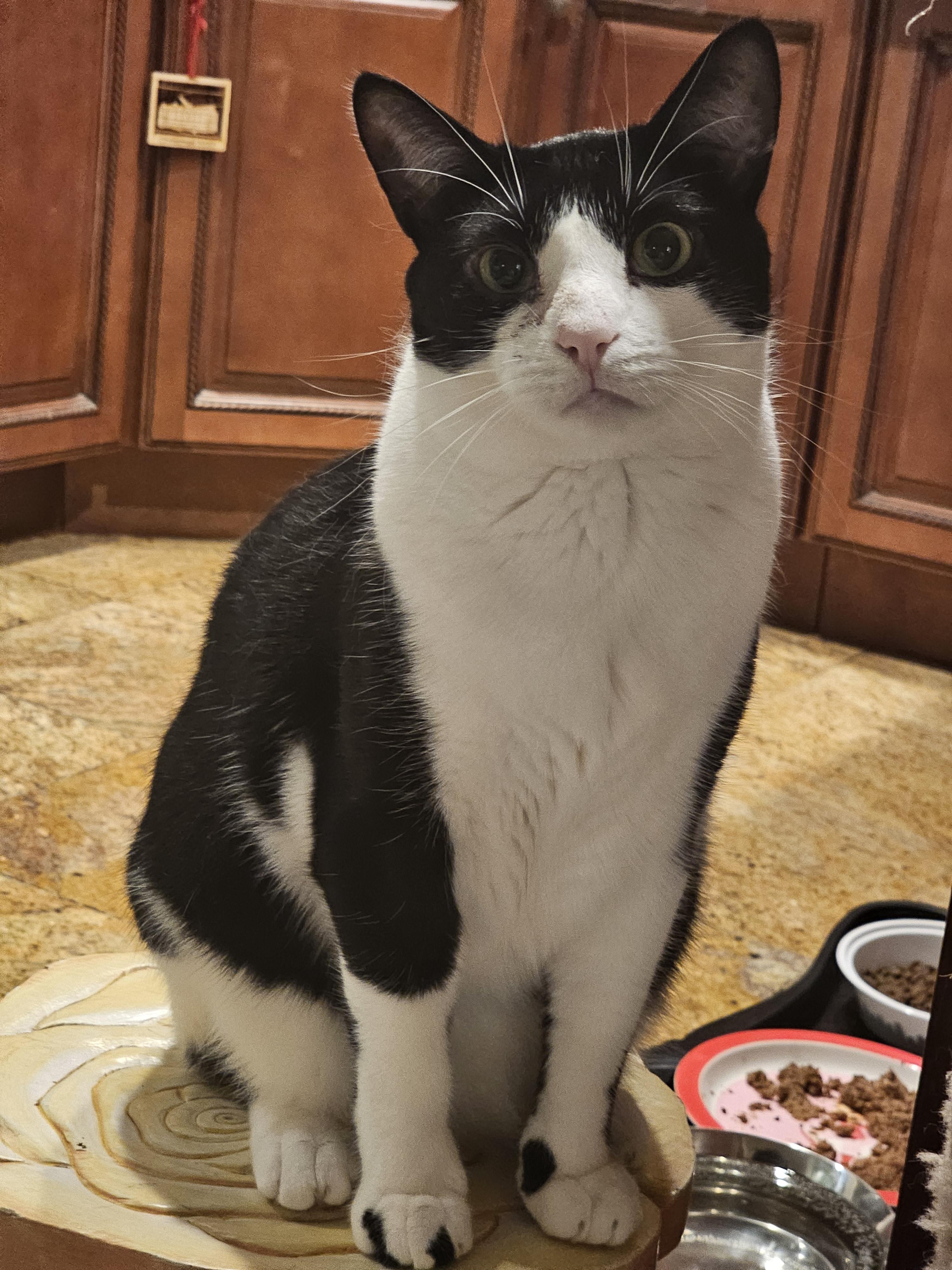 Georgie