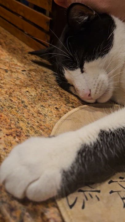 Enlarge Georgie, a Adoptable Domestic Short Hair in Ridgefield, CT video 5/6