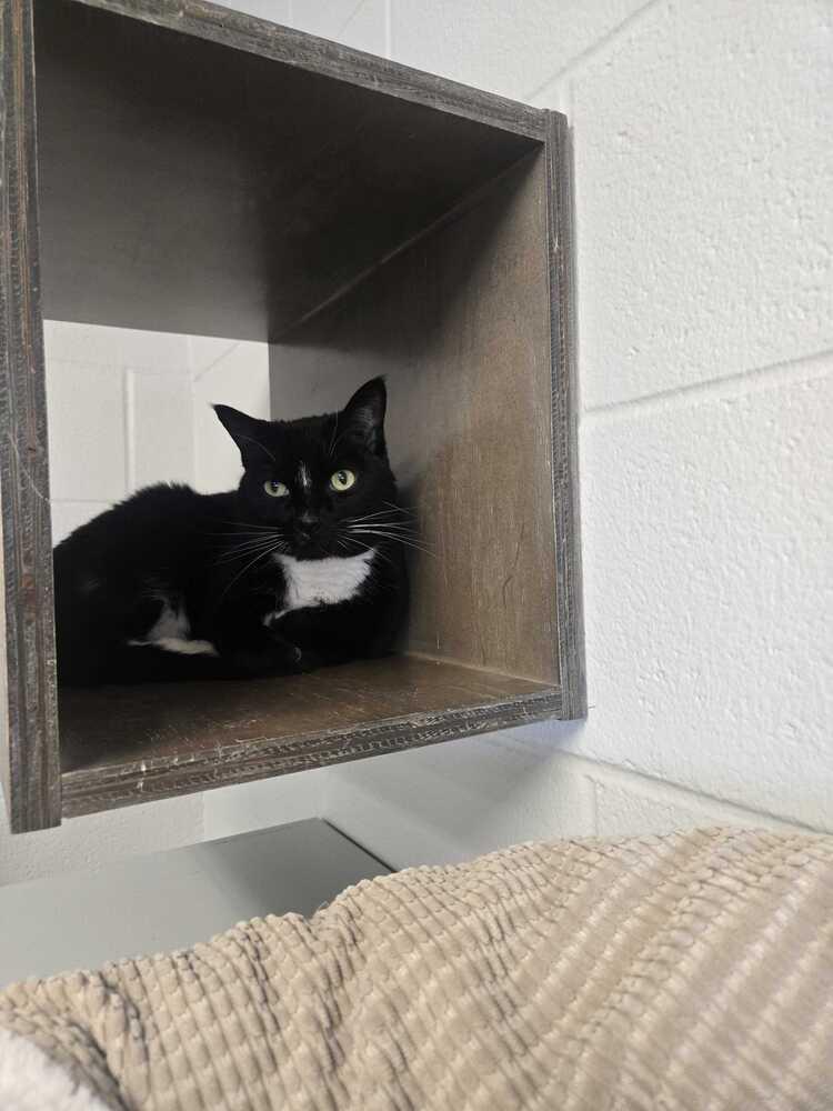 Enlarge Nelson, a Adoptable mixed breed in Bowling Green, OH image 1/2