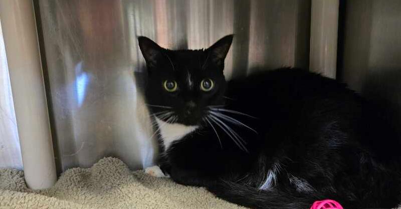 Enlarge Nelson, a Adoptable mixed breed in Bowling Green, OH image 1/1