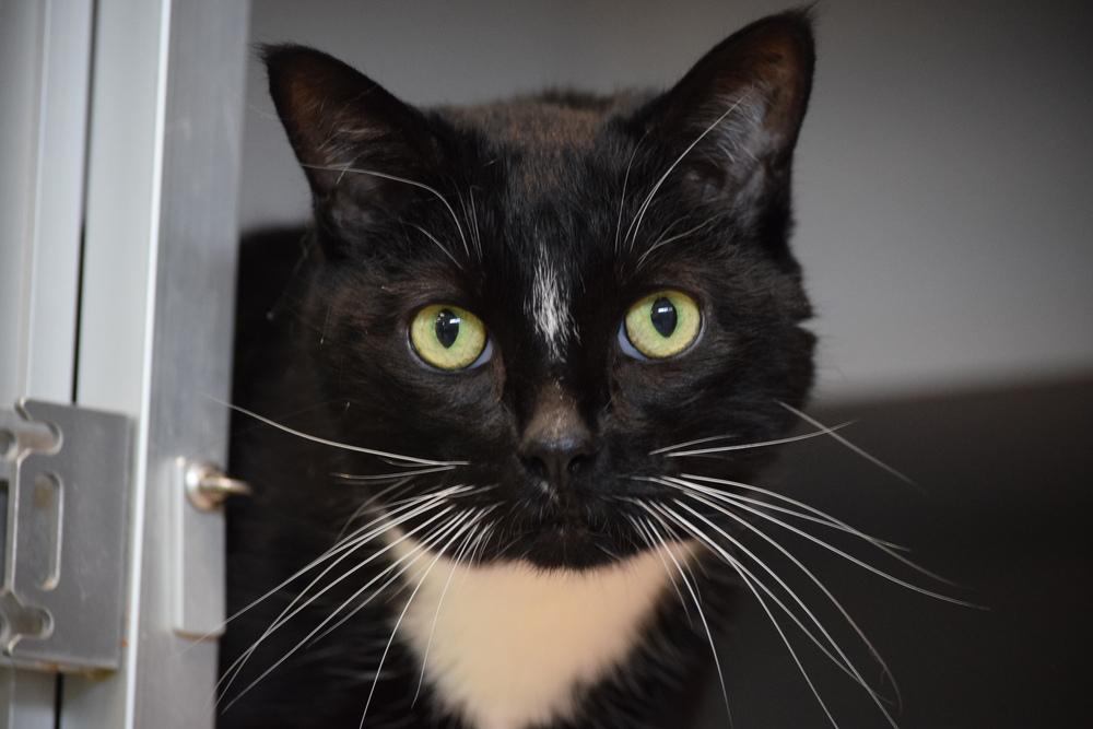 Enlarge Nelson, a Adoptable mixed breed in Bowling Green, OH image 2/2