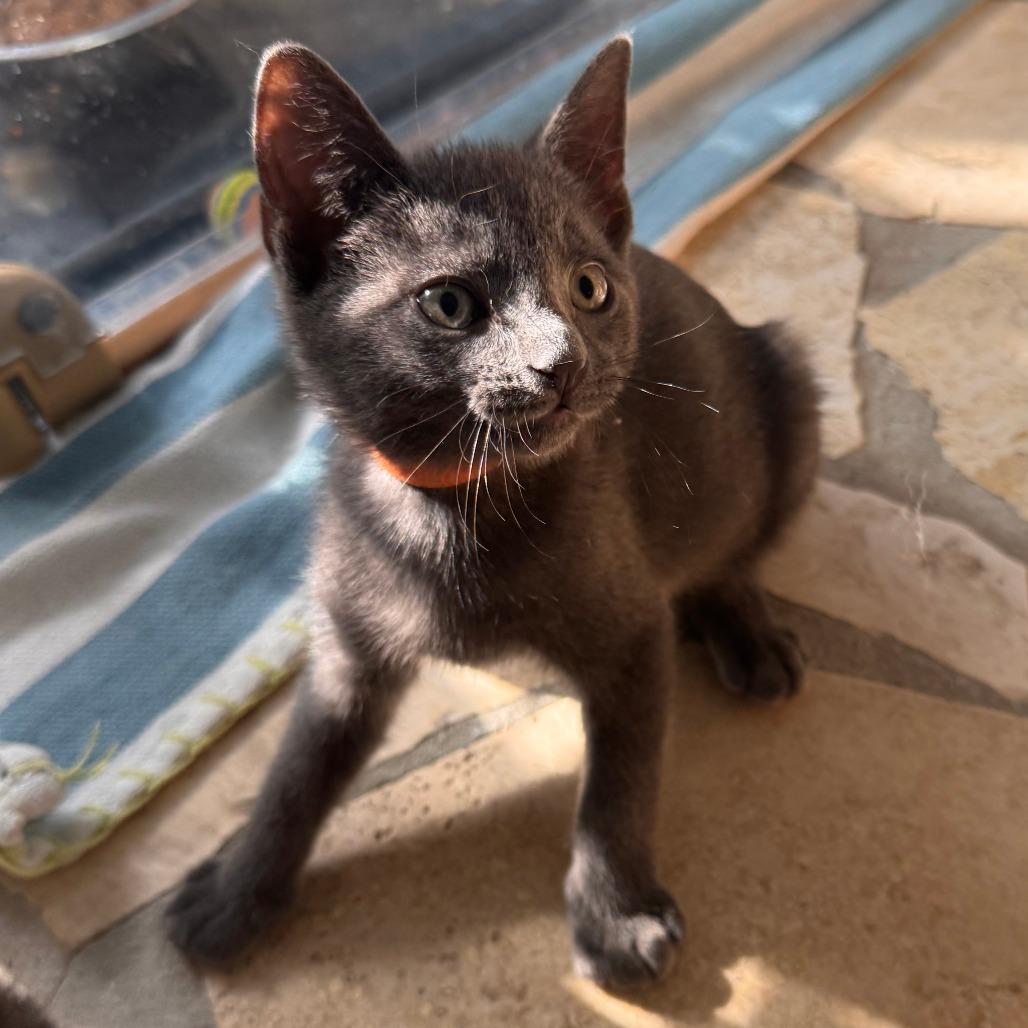 Slick, Adoptable, Kitten Male Domestic Short Hair & Russian Blue.