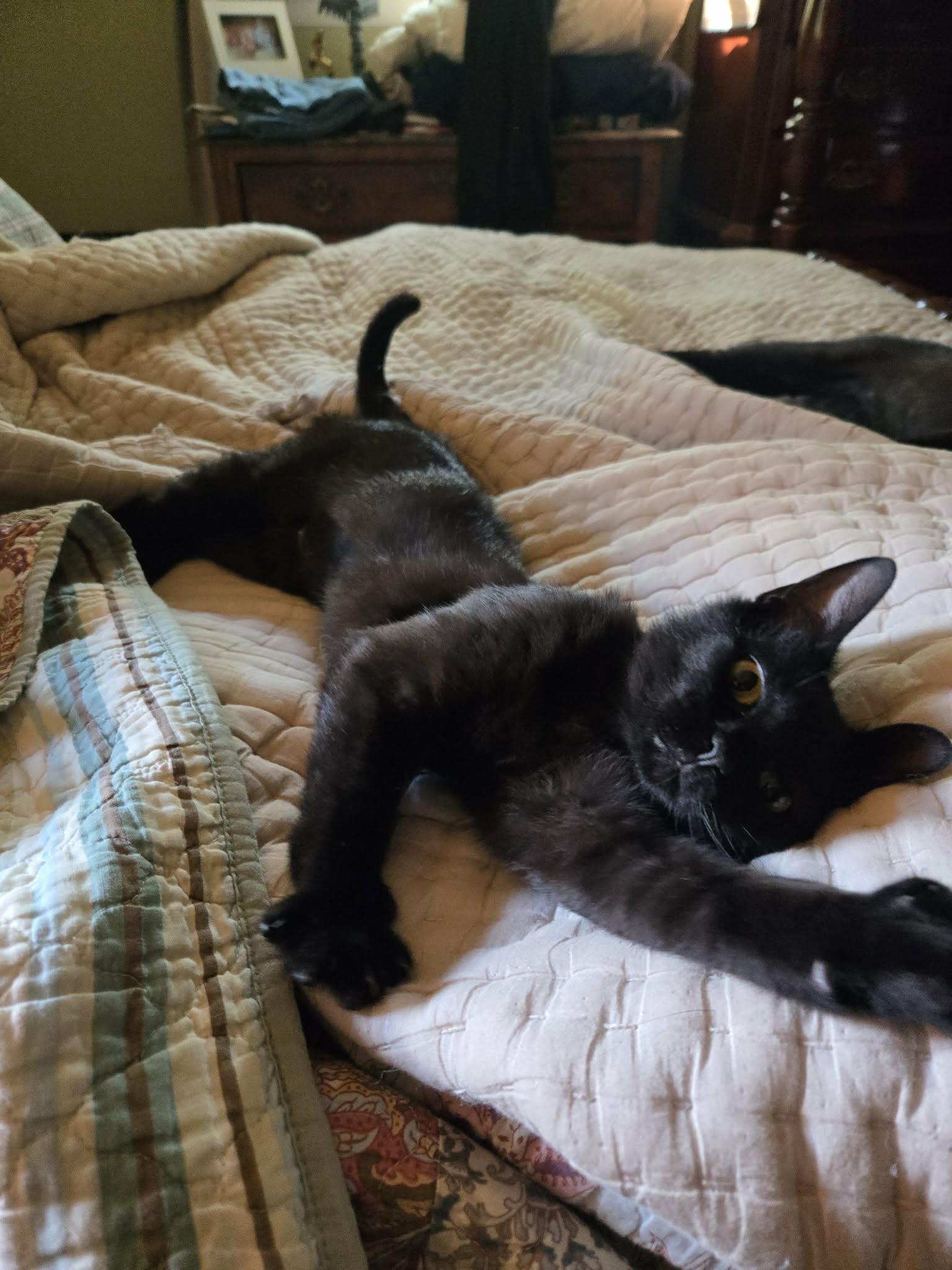 Enlarge Katelyn Jennifer, a Adoptable Domestic Short Hair in Sicklerville , NJ image 2/3