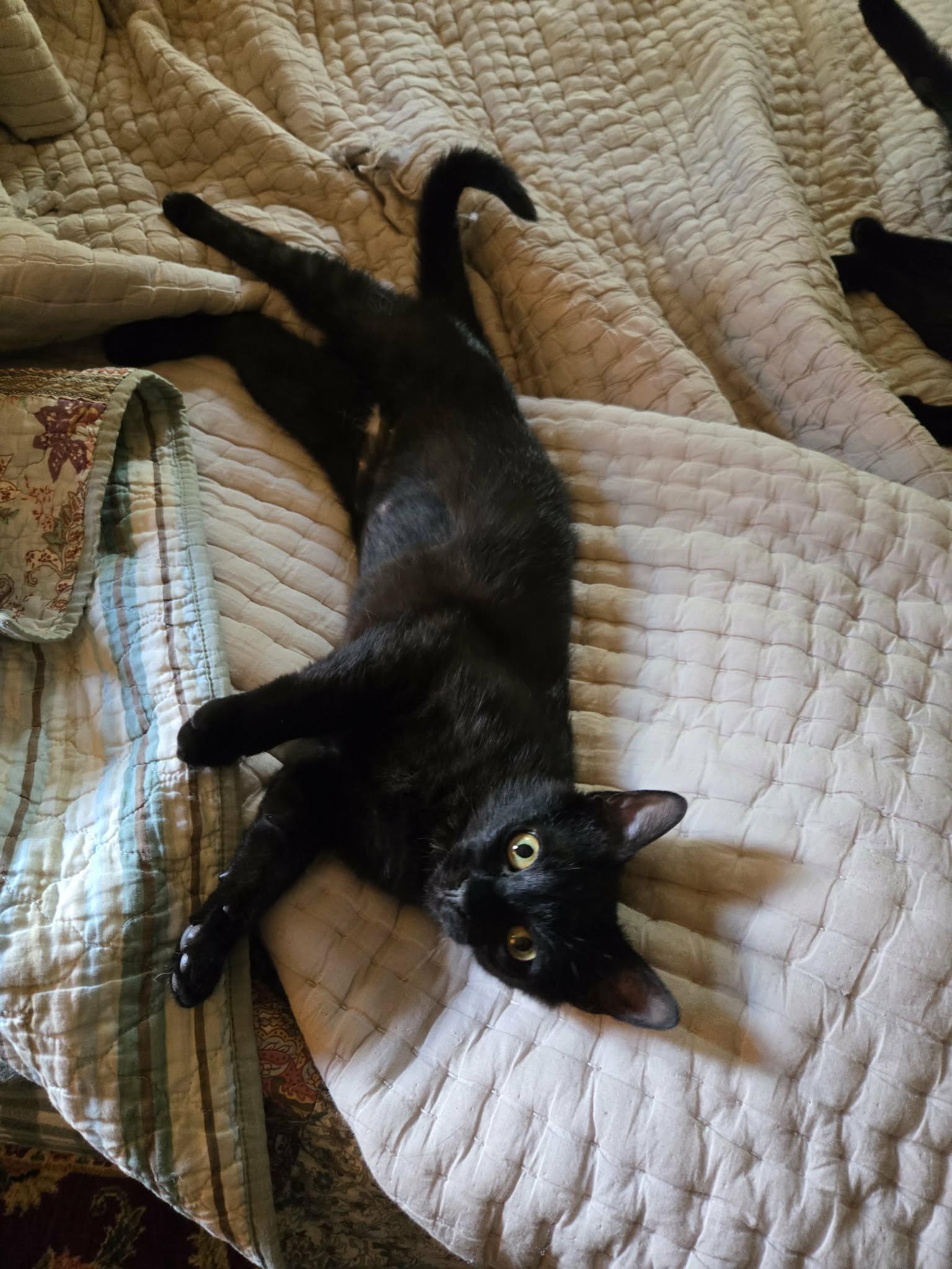 Enlarge Katelyn Jennifer, a Adoptable Domestic Short Hair in Sicklerville , NJ image 3/3