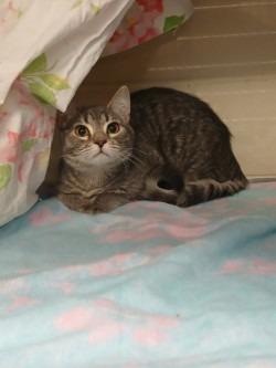 Juniper, Adoptable, Young Female Domestic Short Hair.