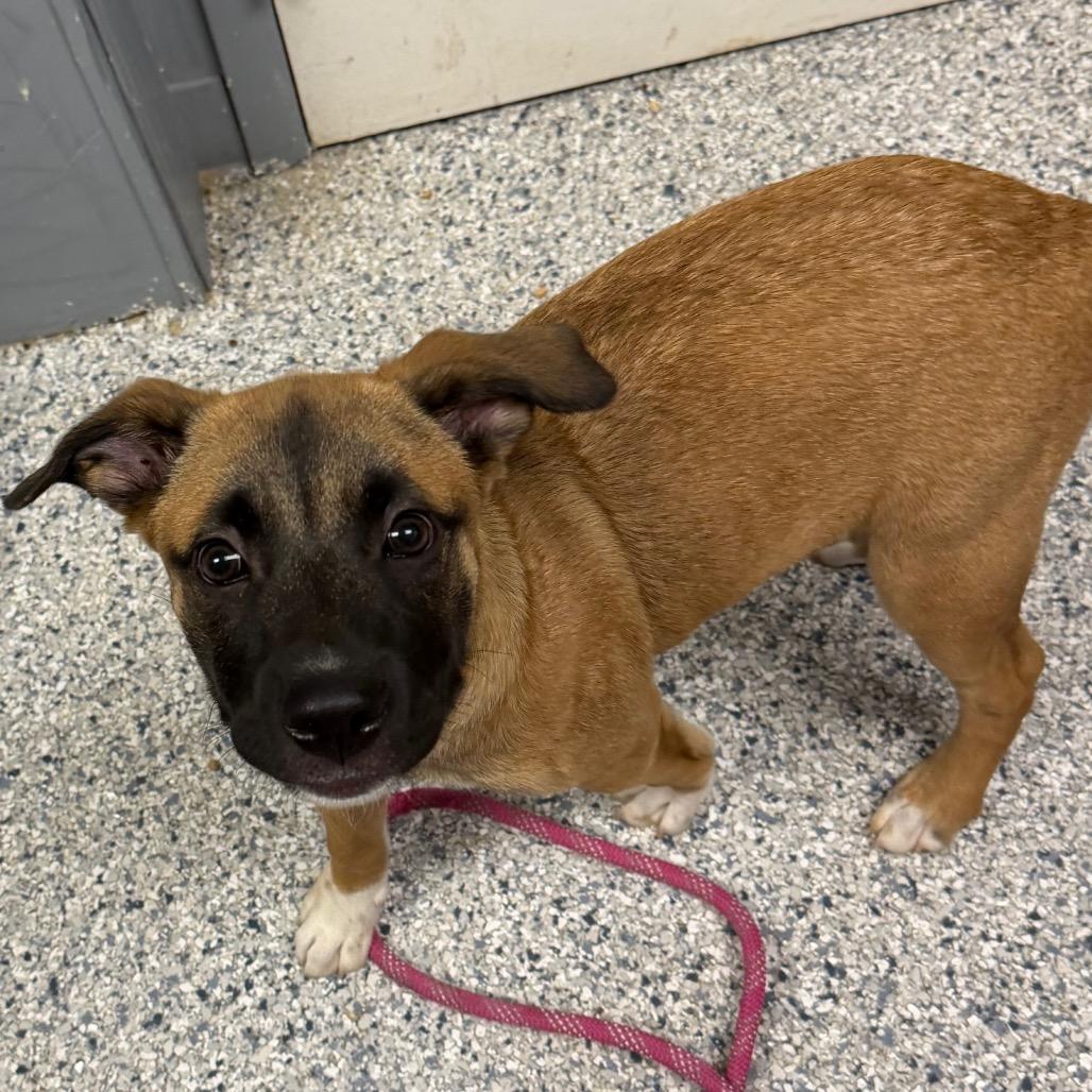 Buster, Adoptable, Puppy Male Boxer & Mixed Breed.