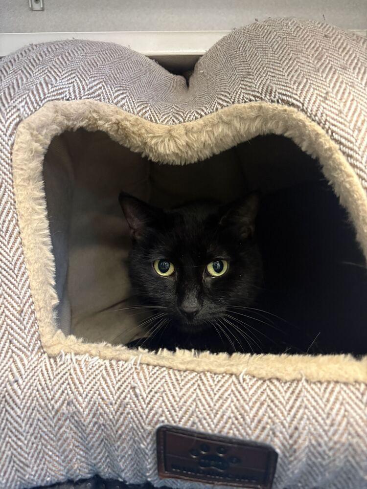 Junimo, Adoptable, Adult Male Domestic Short Hair.