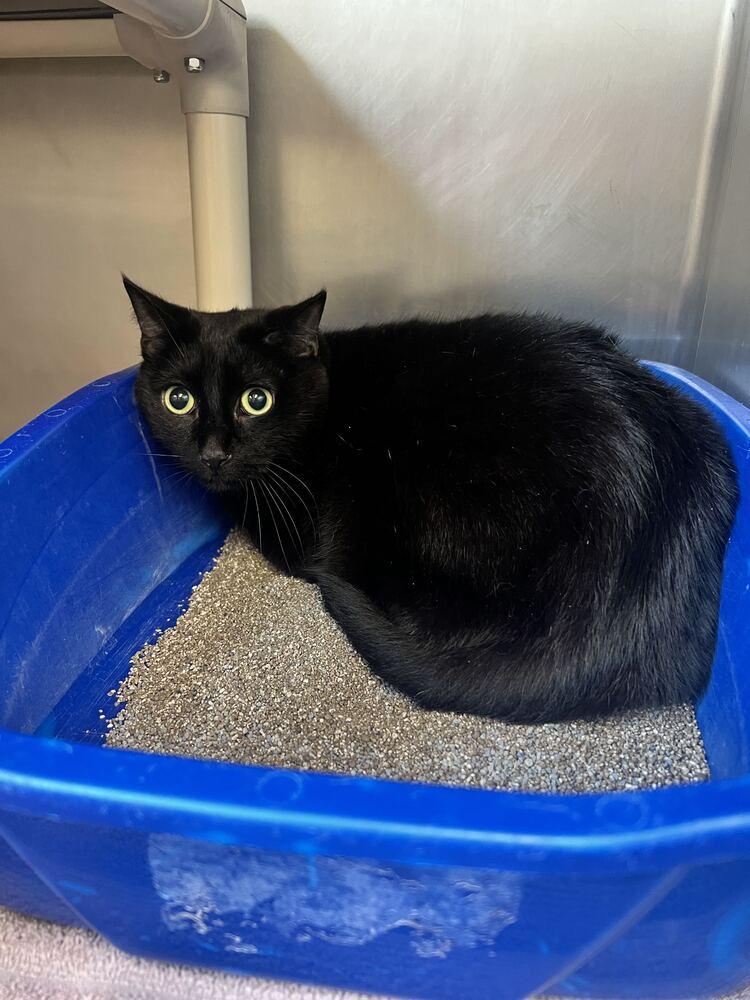Enlarge Junimo, a Adoptable Domestic Short Hair in Bowling Green, OH image 2/2