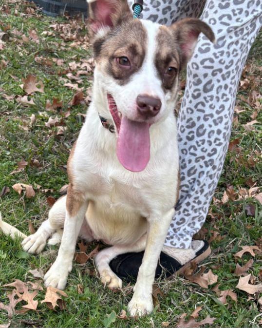 Enlarge Chloe, an adopted mixed breed in Plano, TX image 2/3