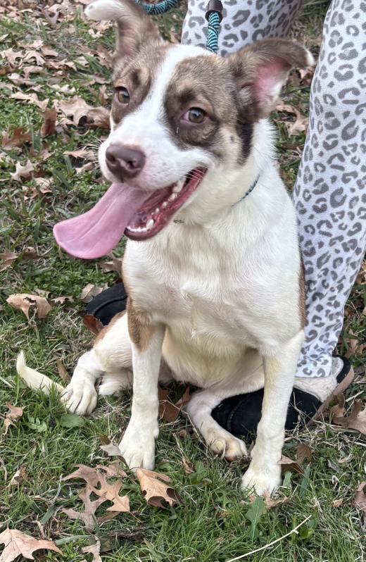 Enlarge Chloe, an adopted mixed breed in Plano, TX image 1/3