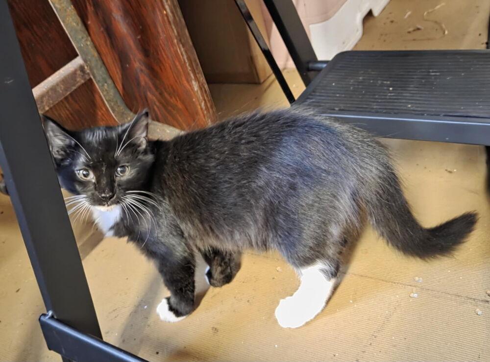 Enlarge Huey, a Adoptable Domestic Medium Hair in Kannapolis, NC image 1/1