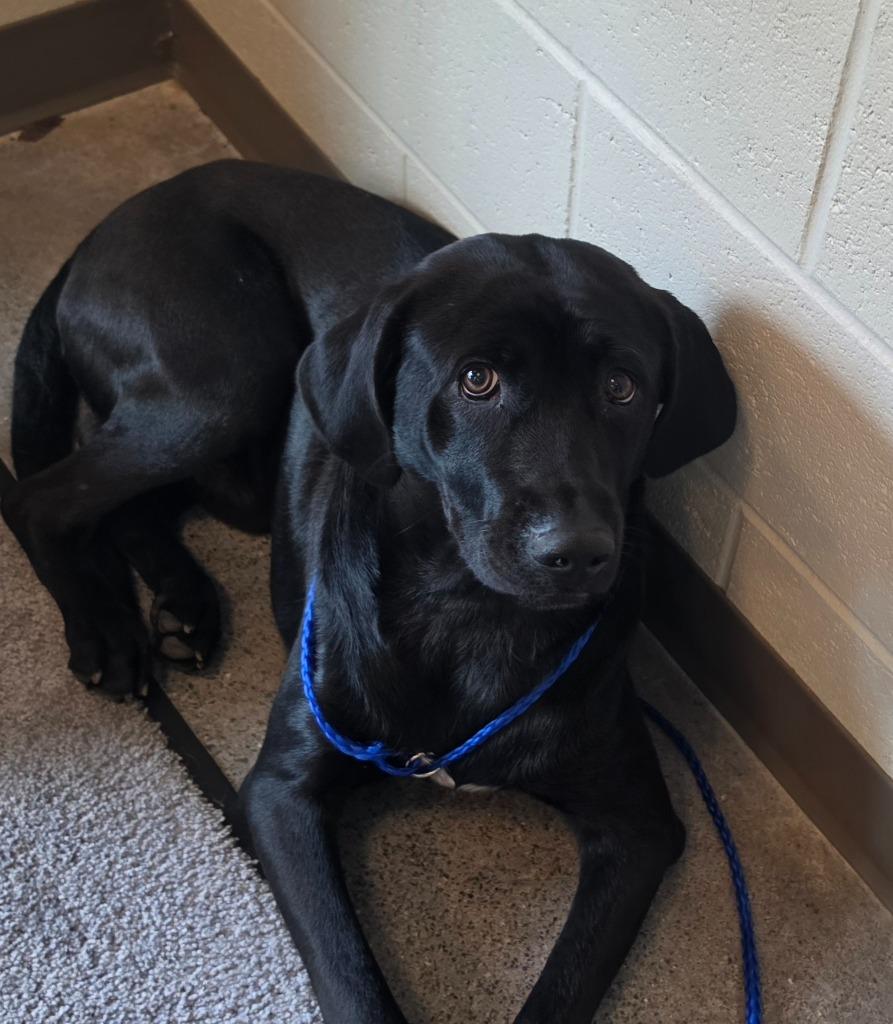 BURNT TOAST, Adoptable, Puppy Male Mixed Breed.