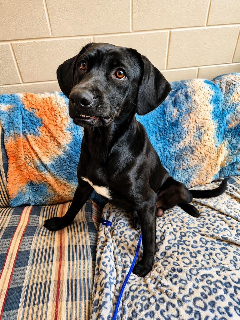 BURNT TOAST, a Adoptable mixed breed in Rome, GA image 2/3