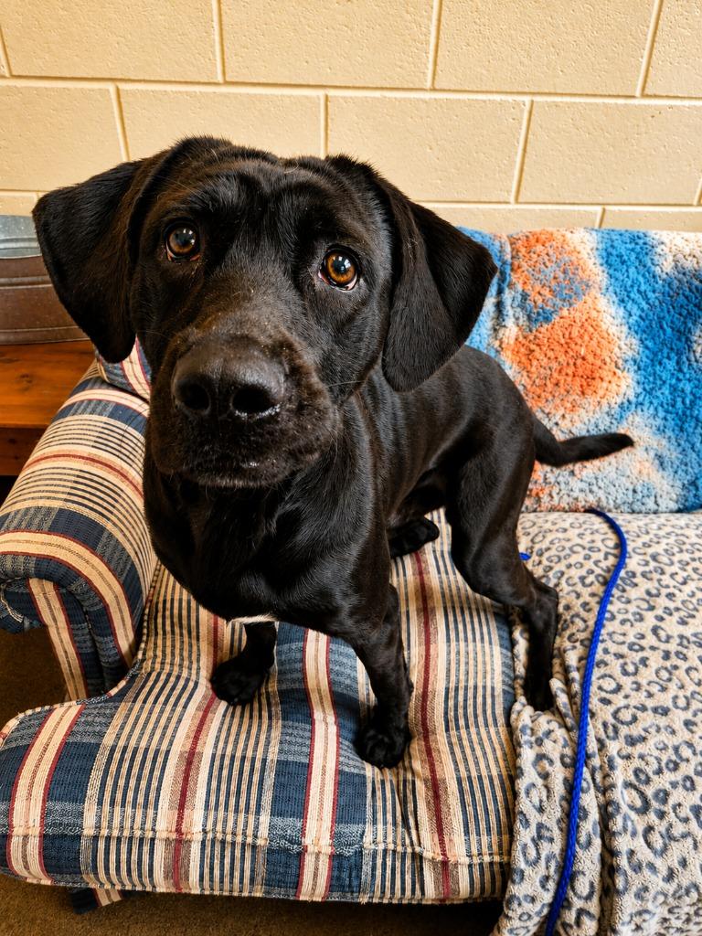 BURNT TOAST, a Adoptable mixed breed in Rome, GA image 3/3