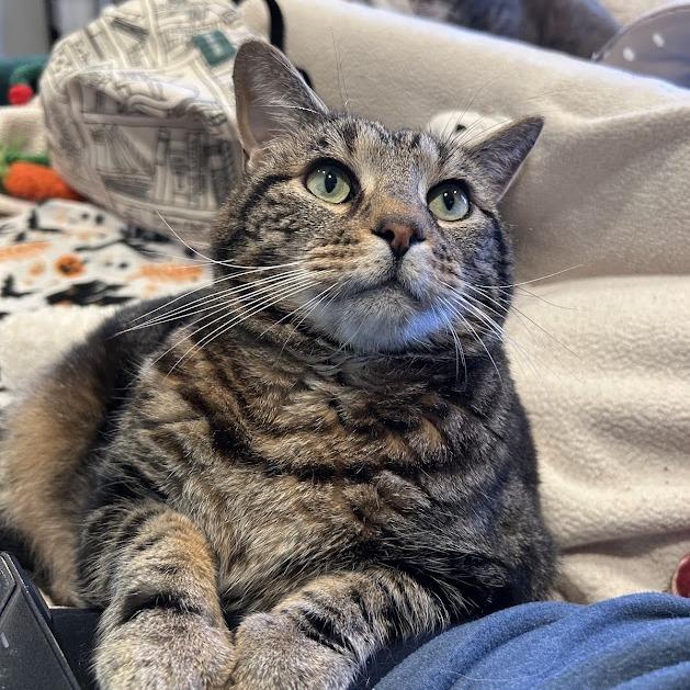 Rupert (Ruby), Adoptable, Senior Female Domestic Short Hair.