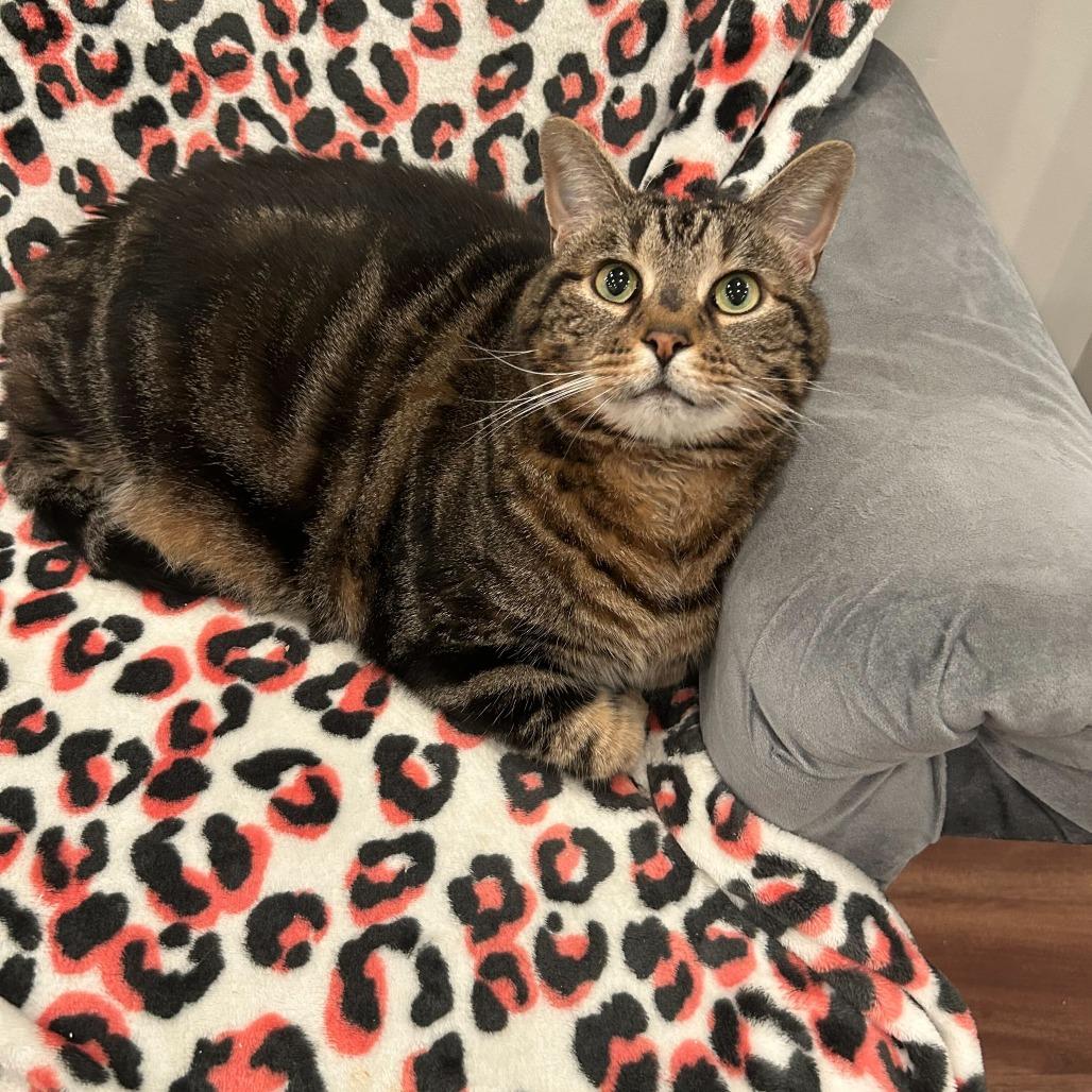 Rupert (Ruby), a Adoptable Domestic Short Hair in Alexandria, VA image 2/2