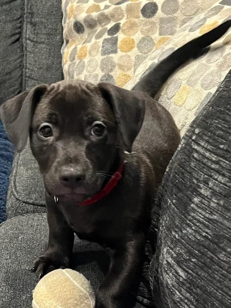 Marley, Molly & Mango, Adoptable, Puppy Female Dachshund.