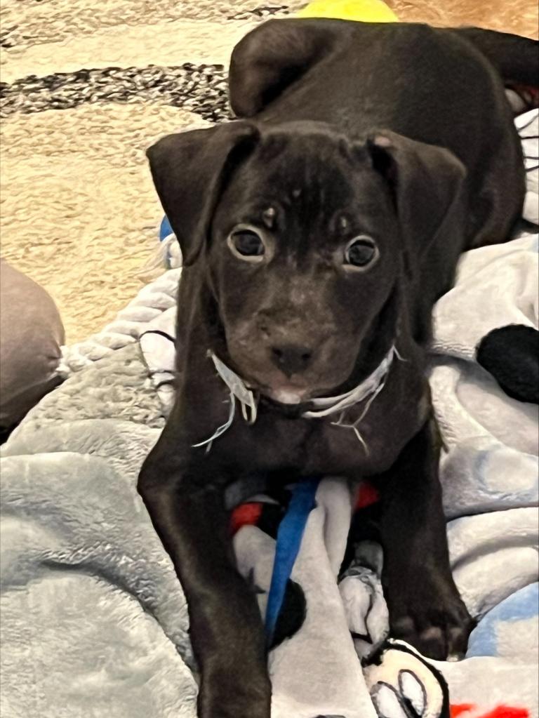 Enlarge Marley, Molly & Mango, a Adoptable mixed breed in Port Charlotte, FL image 2/5