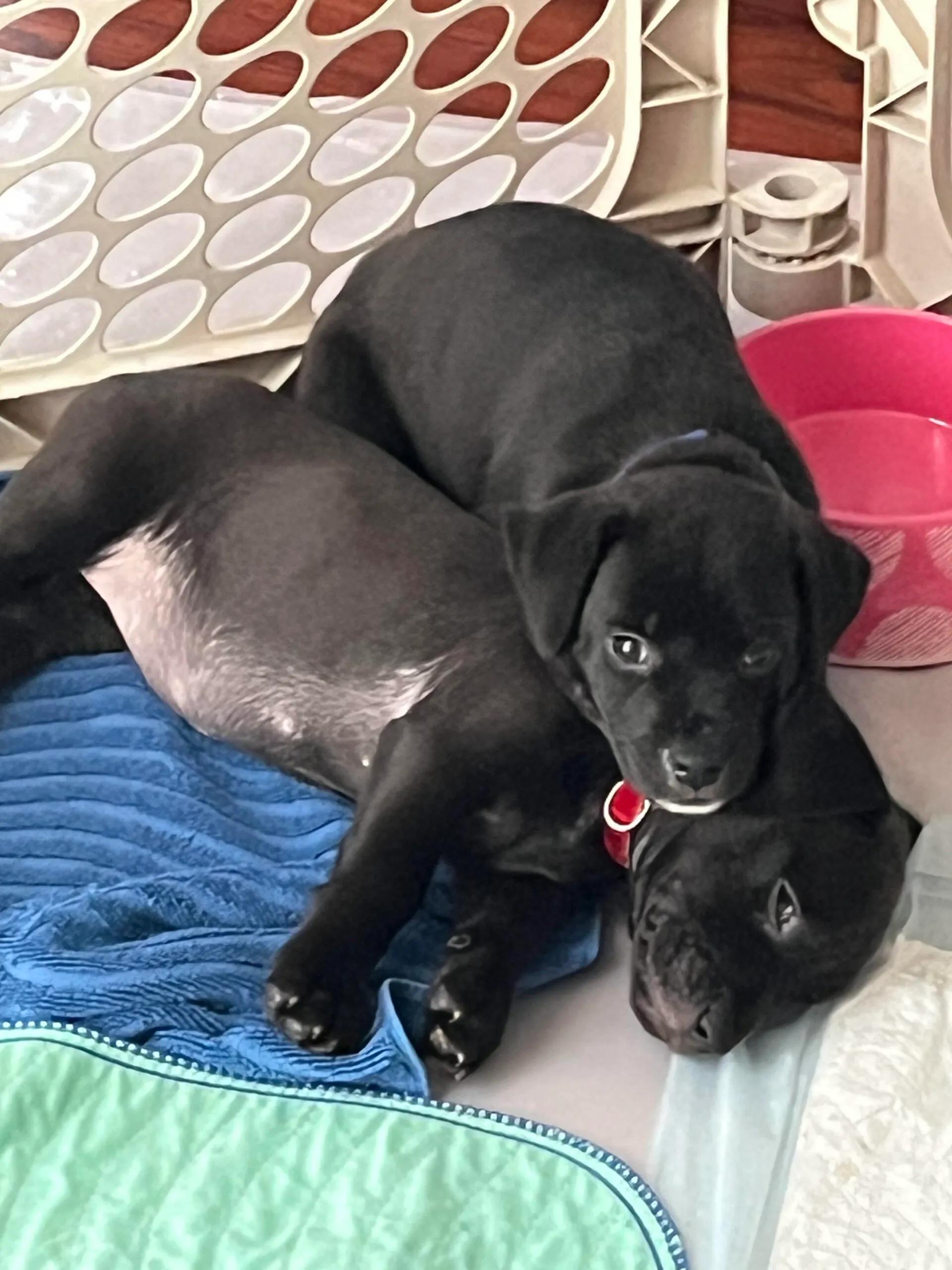 Enlarge Marley, Molly & Mango, a Adoptable mixed breed in Port Charlotte, FL image 3/5