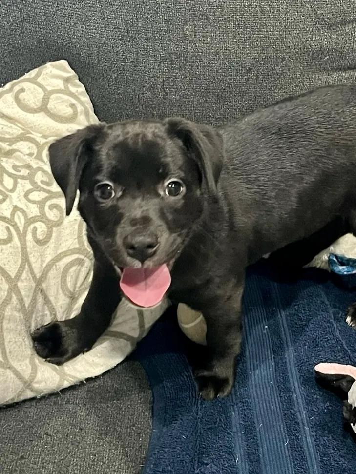 Enlarge Marley, Molly & Mango, a Adoptable mixed breed in Port Charlotte, FL image 4/5