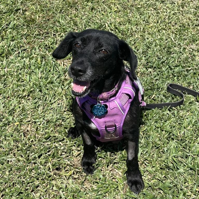 Enlarge Marley, Molly & Mango, a Adoptable mixed breed in Port Charlotte, FL image 5/5