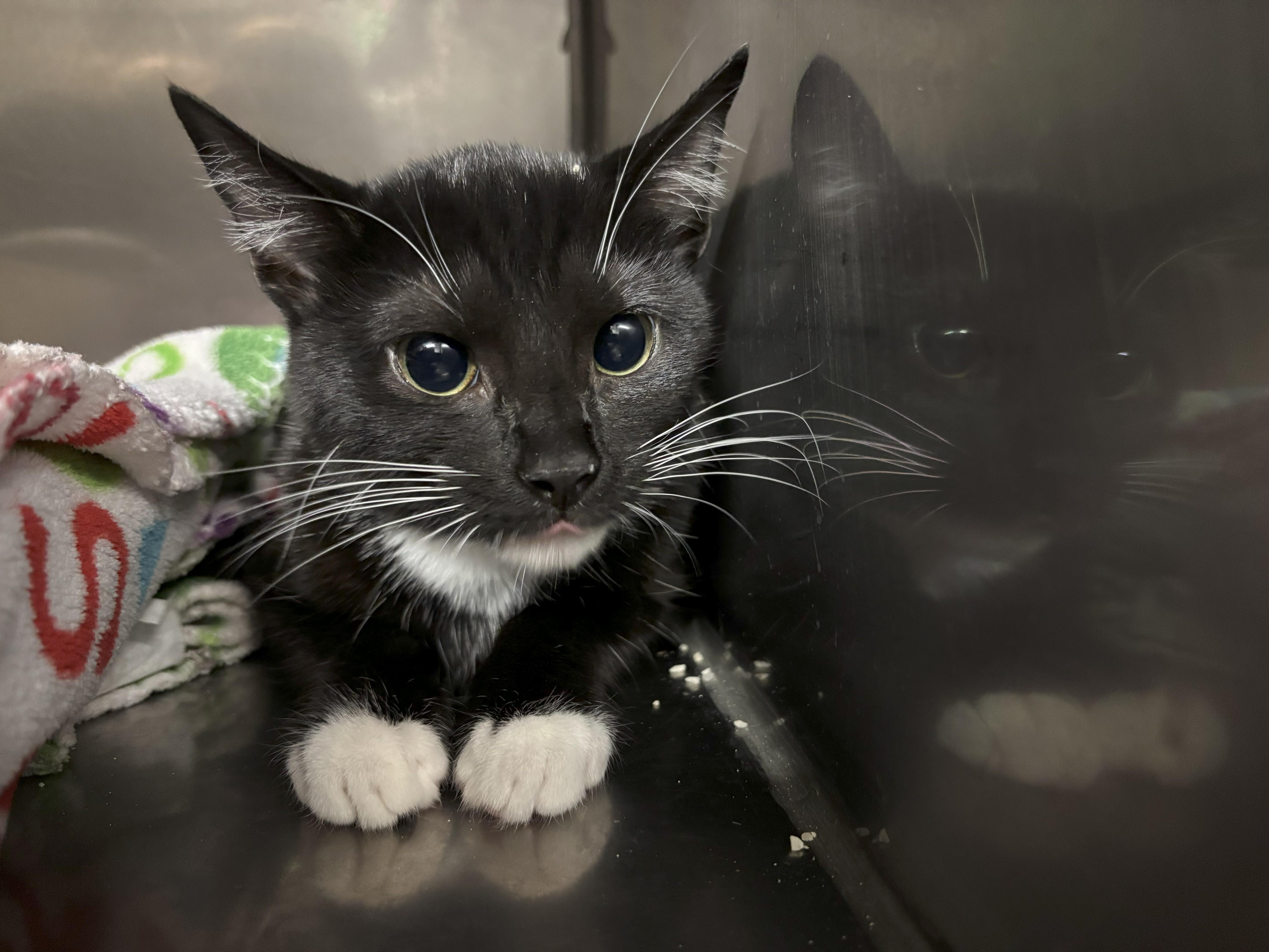 Mittens, adoptable, Young Female Domestic Short Hair.