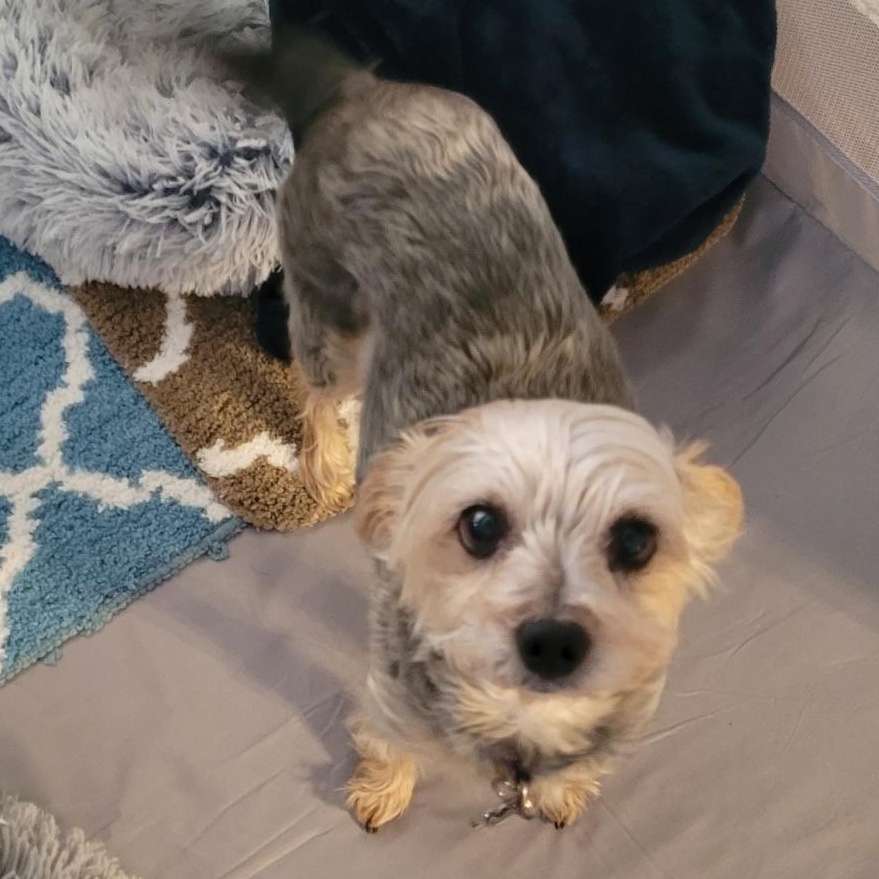 Frankie and Cooper, a ADOPTABLE mixed breed in Cedar Mountain, NC image 6/6