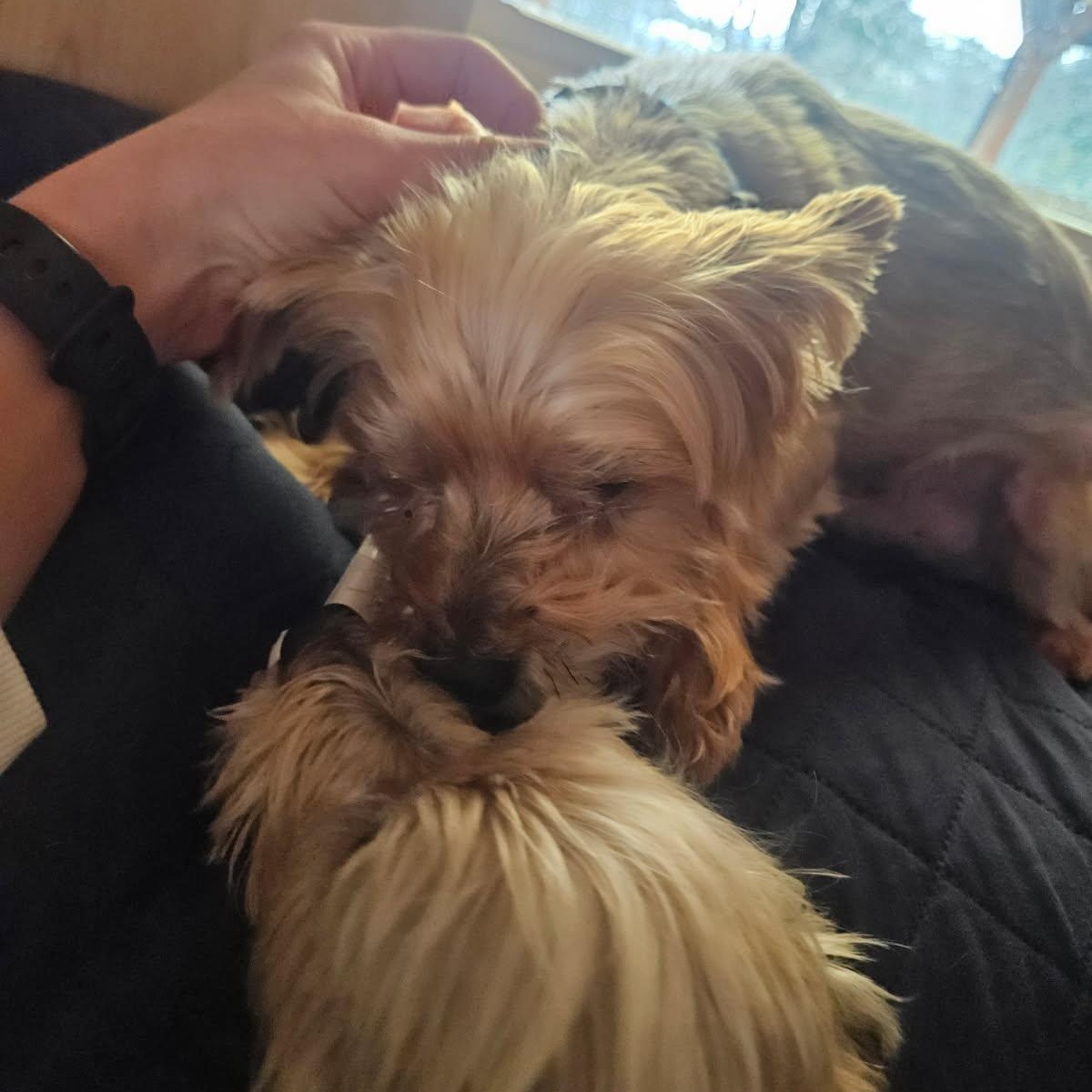 Frankie and Cooper, a ADOPTABLE mixed breed in Cedar Mountain, NC image 4/6