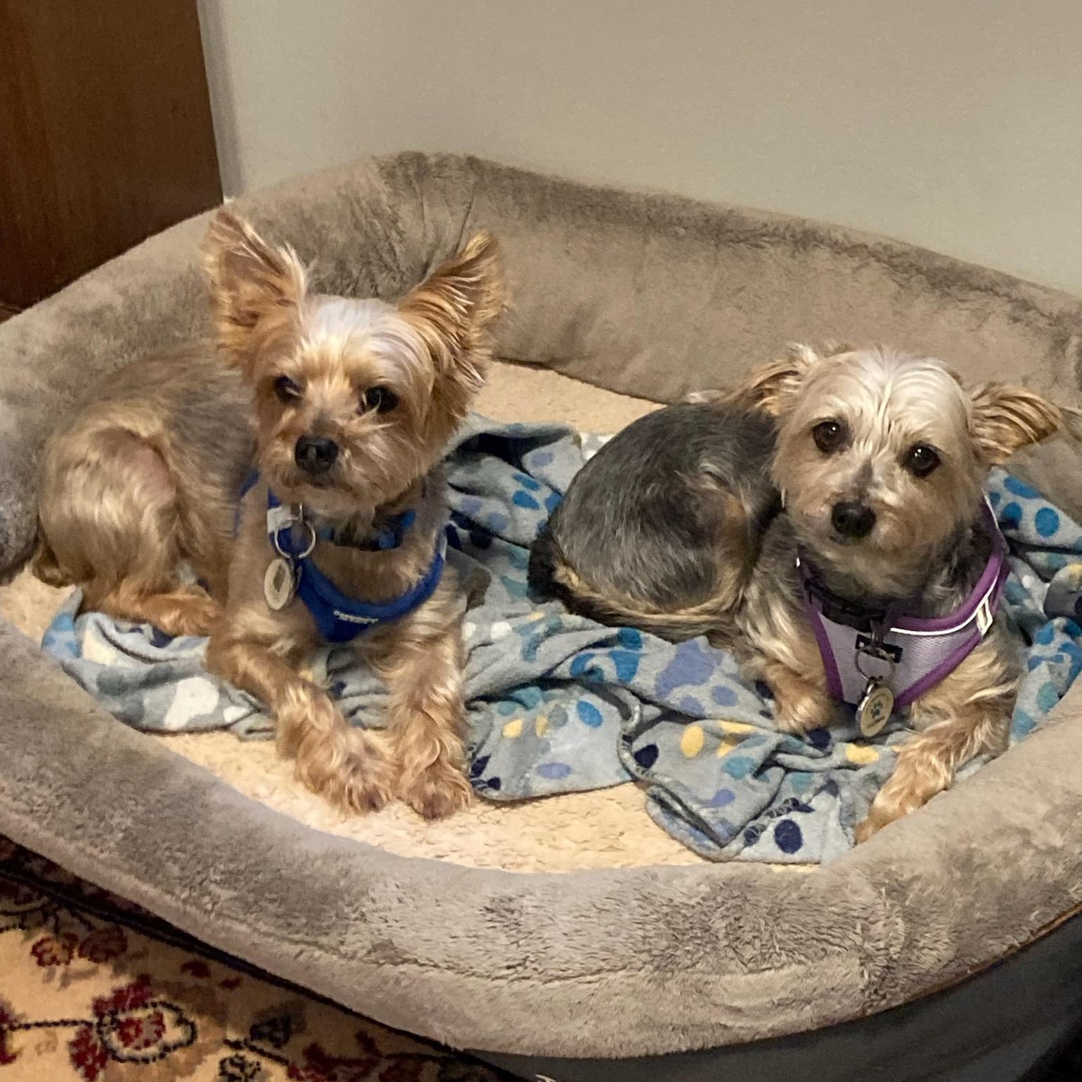 Frankie and Cooper, ADOPTABLE, Senior Female Yorkshire Terrier & Chihuahua.