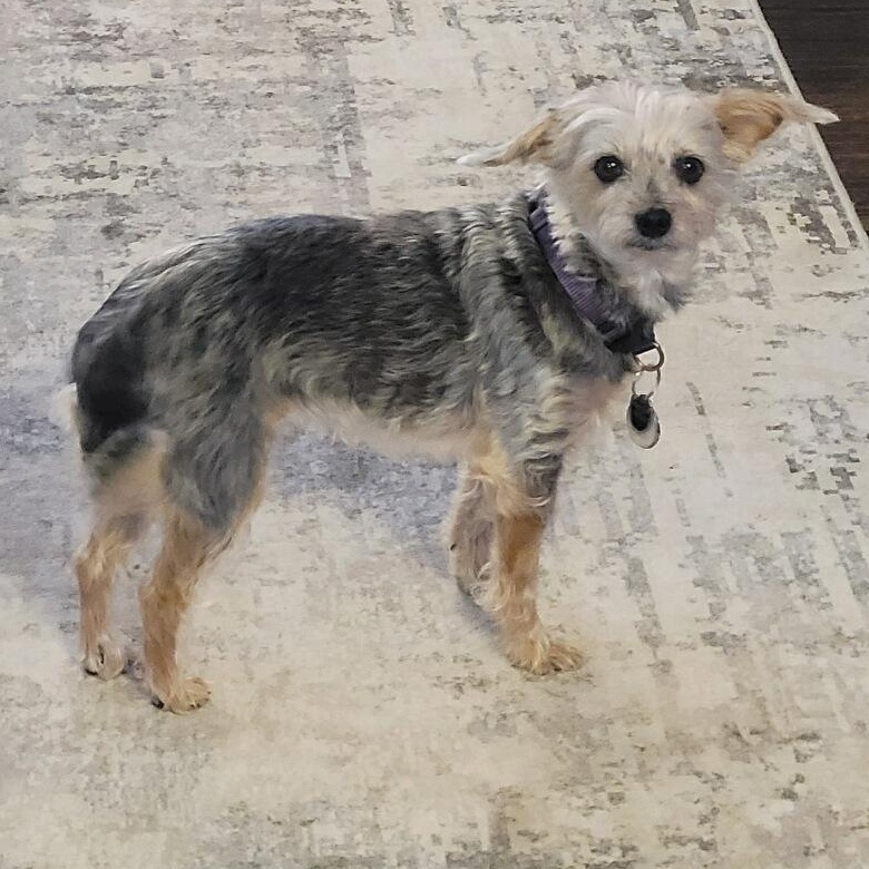 Frankie and Cooper, a ADOPTABLE mixed breed in Cedar Mountain, NC image 3/6