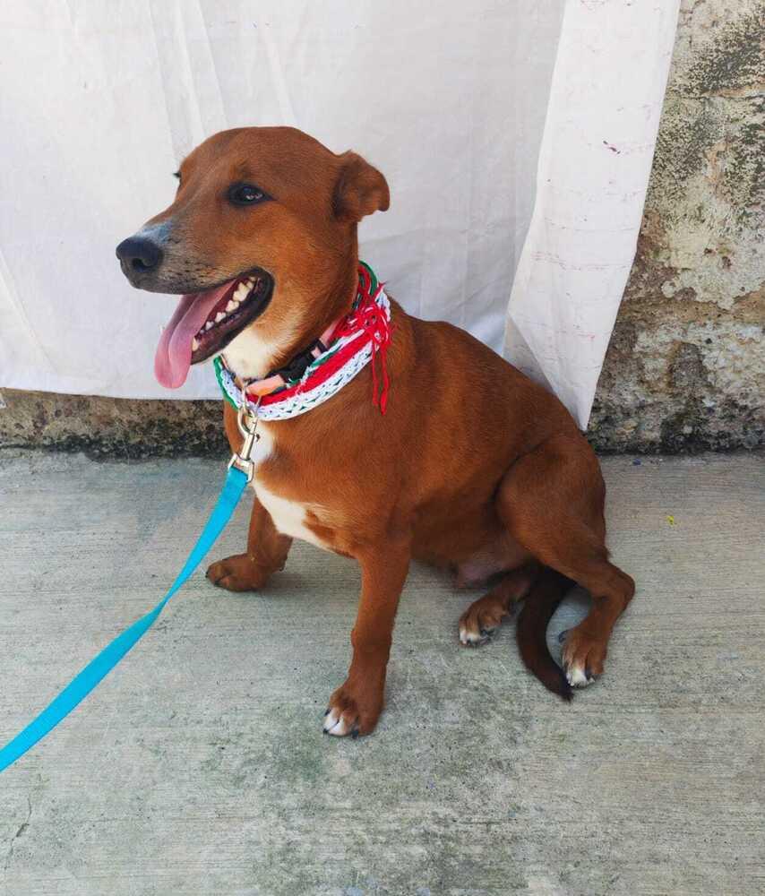 JOEY (FOSTERED), Adoptable, Puppy Male Labrador Retriever & Staffordshire Bull Terrier.