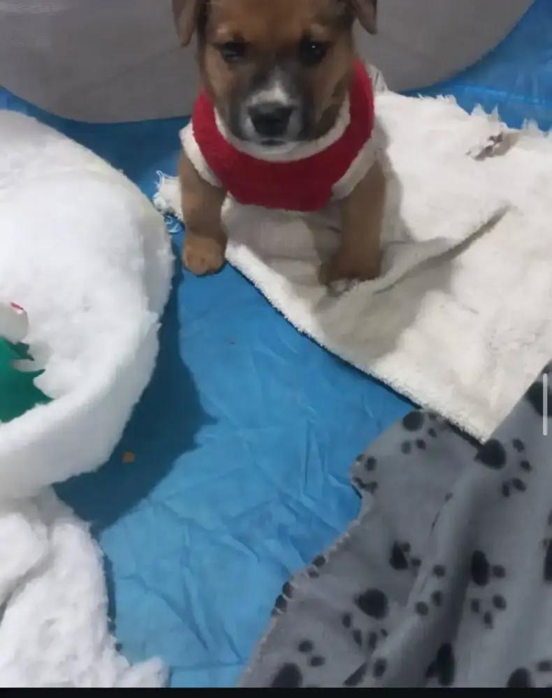 Enlarge JOEY (FOSTERED), a Adoptable mixed breed in Langley, BC image 2/6